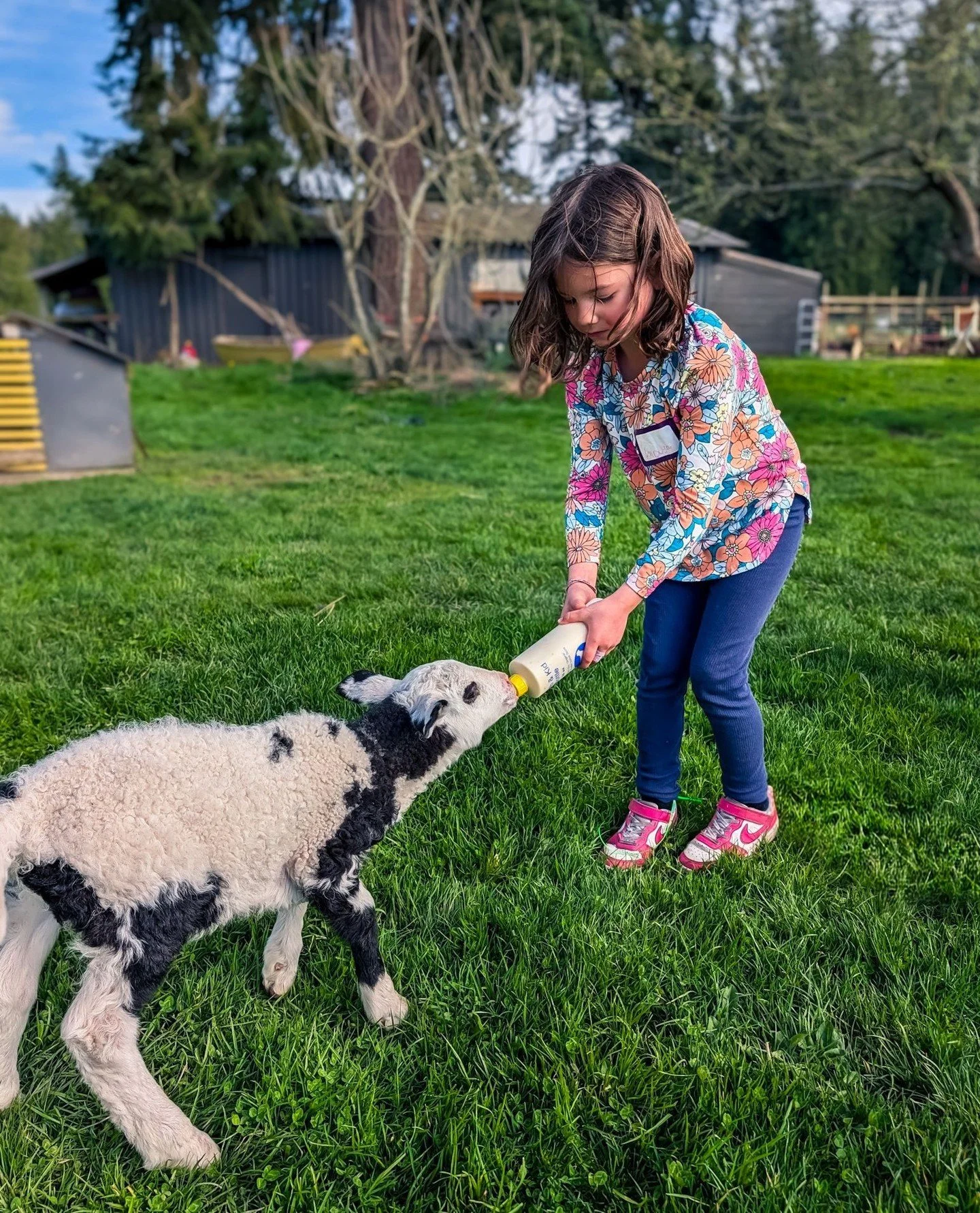 I hope you're not sick of baby Bo pictures because I'm not going to stop posting them... Gwen's friend Maya fed baby Bo every morning before she and Gwen went to @ymcacampcasey every day over spring break.⁠
⁠
⁠
#farmsanctuary #animalsanctuary #rescue