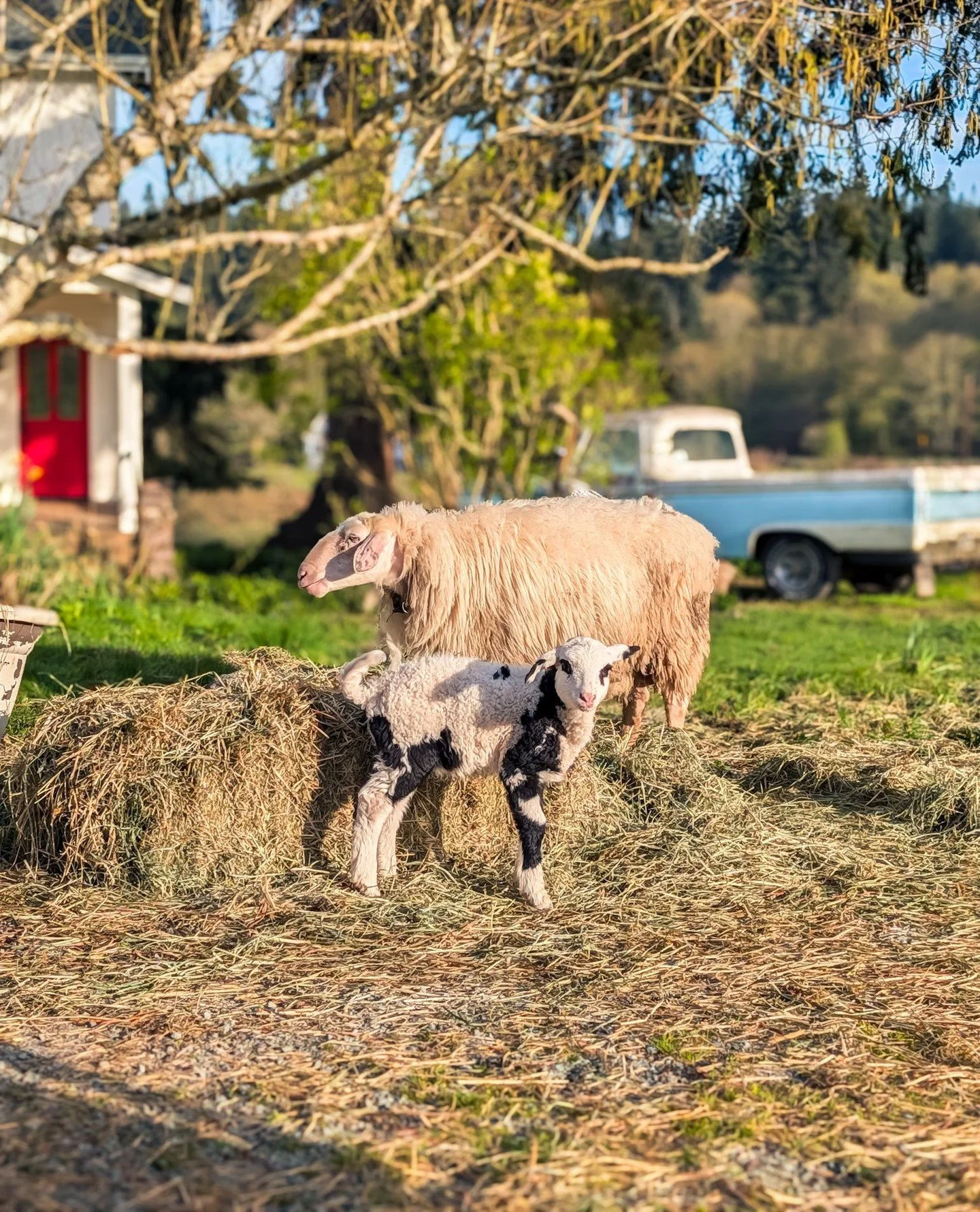 Look a Bo's little tail curl when he poops! 🥹⁠
⁠
⁠
#farmsanctuary #animalsanctuary #rescue #friendsnotfood #herewithusnotforus #govegan #goveg #vegan #veganfortheanimals #animalsofinstagram #someonenotsomething #whidbeyisland⁠
#sheep #sheepofinstagr