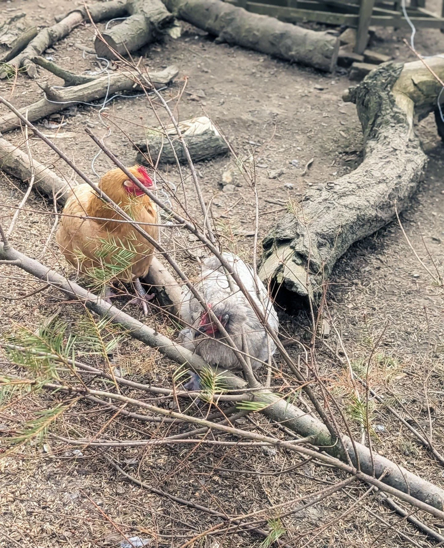 I think these two disabled ladies find a lot of comfort in each other's presence. We call them flamingos because both of them have almost no use of one of their legs. But they don't let that stop them from hopping all over the place and if there's a 