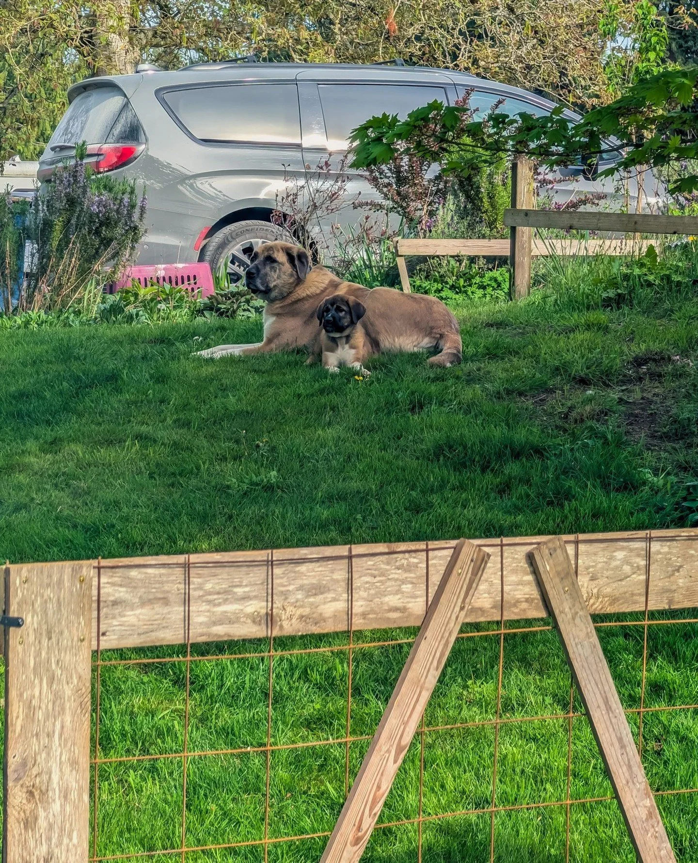 Ash and Ember on overwatch while we eat dinner in the cottage ⁠
⁠
⁠
#farmsanctuary #animalsanctuary #rescue #friendsnotfood #herewithusnotforus #govegan #goveg #vegan #veganfortheanimals #animalsofinstagram #someonenotsomething #whidbeyisland⁠
#dogs 