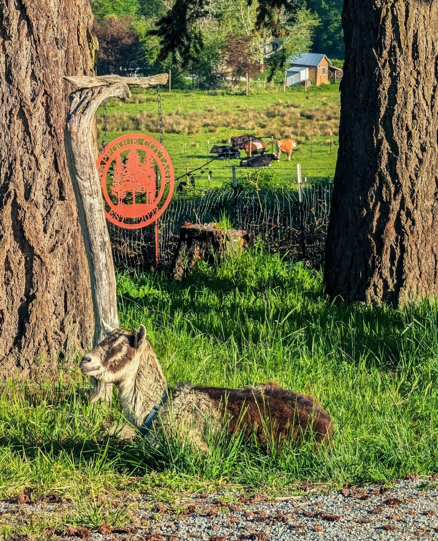 Grout continues is slow tour of the property. Caught him at sunrise next to the sign for the cottage with the cows in the background.⁠
⁠
⁠
#farmsanctuary #animalsanctuary #rescue #friendsnotfood #herewithusnotforus #govegan #goveg #vegan #veganforthe