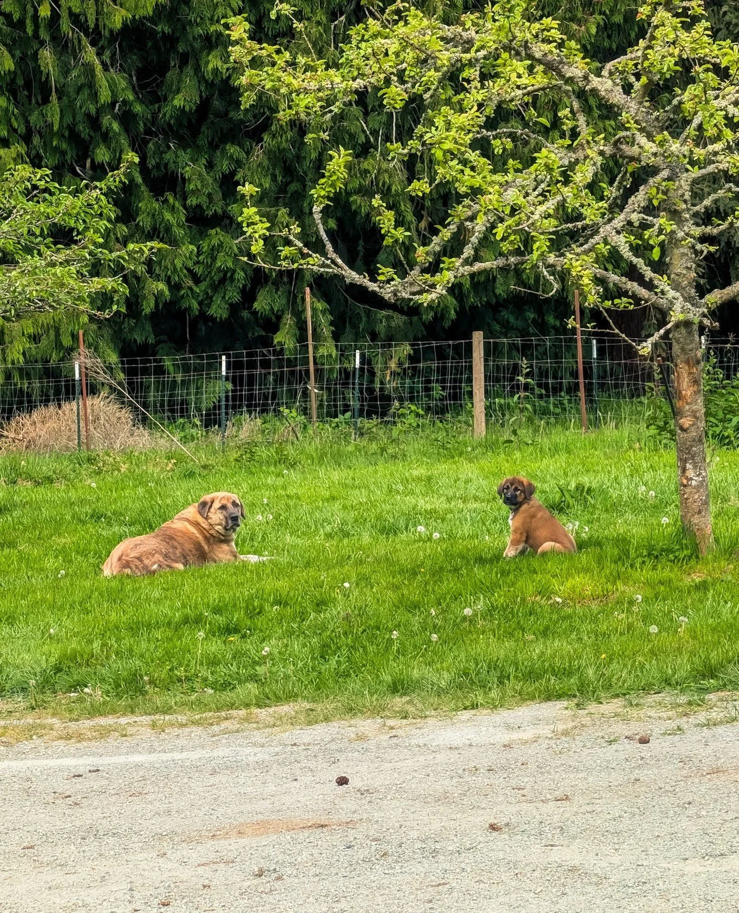 The master and the apprentice having a guard dog meeting in the orchard⁠
⁠
⁠
#farmsanctuary #animalsanctuary #rescue #friendsnotfood #herewithusnotforus #govegan #goveg #vegan #veganfortheanimals #animalsofinstagram #someonenotsomething #whidbeyislan