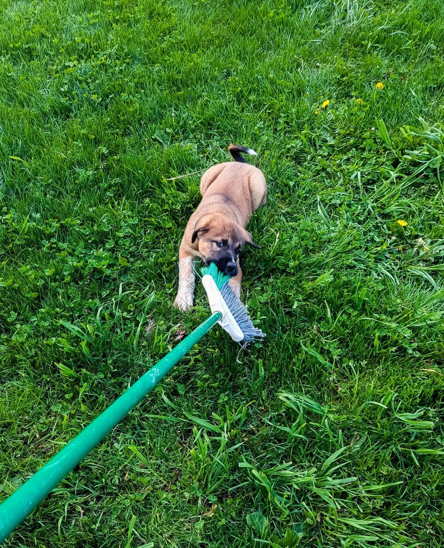 Ember bravely saving Sarah from a broom that was threatening her⁠
⁠
⁠
#farmsanctuary #animalsanctuary #rescue #friendsnotfood #herewithusnotforus #govegan #goveg #vegan #veganfortheanimals #animalsofinstagram #someonenotsomething #whidbeyisland⁠
#dog