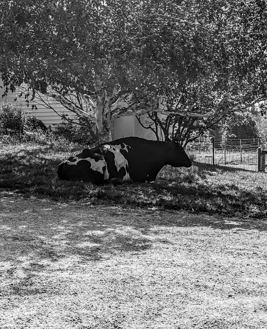 🕯️ Goodbye Archie.⁠
⁠
He was the largest animal at the sanctuary, often the largest farmed animal our visitors had ever seen. So you would imagine his presence and impact to be heavy and overwhelming. But that wasn't him. His physical body did not m