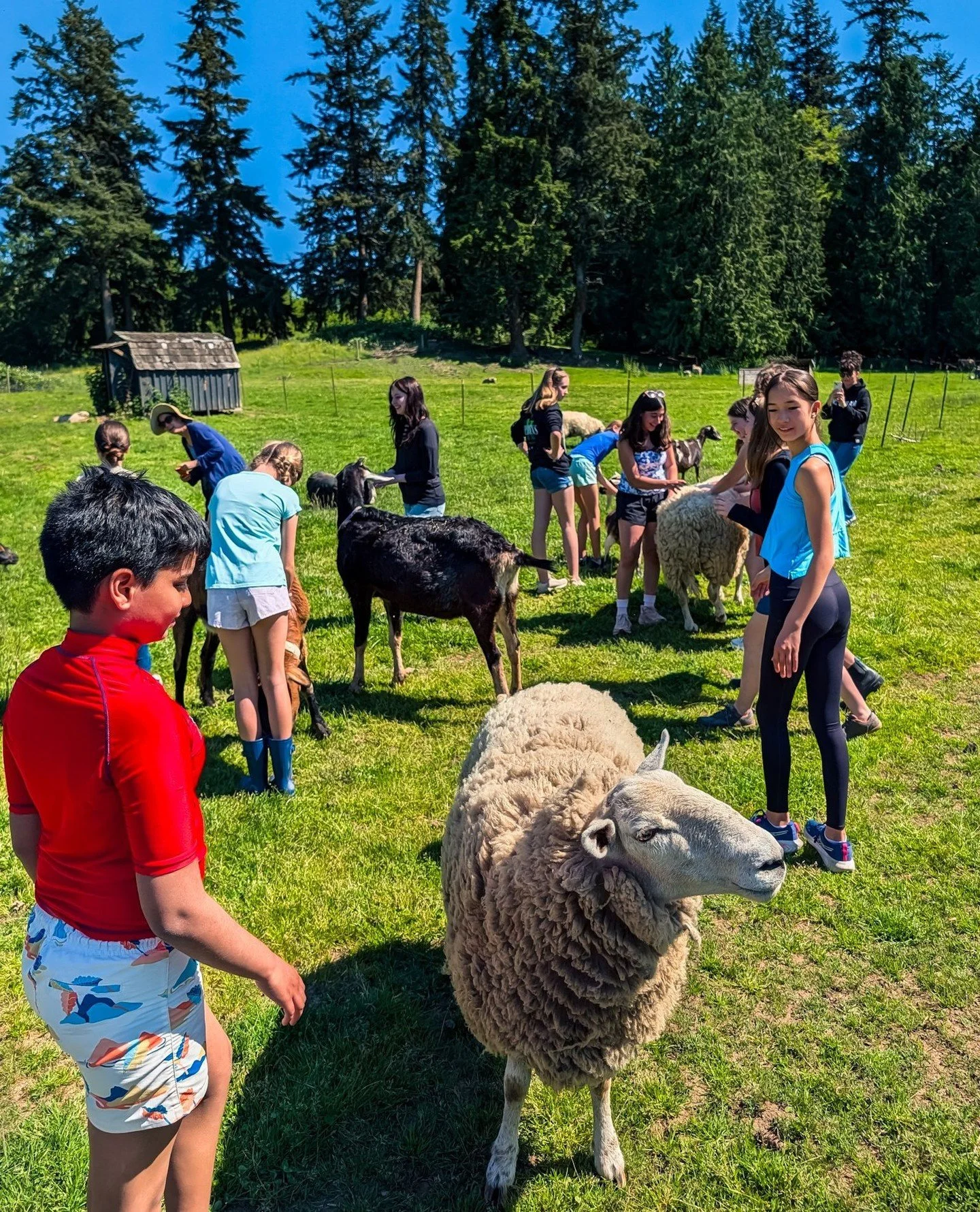 The @seattlewaldorfschool 6th and 7th graders had a great time visiting with the animals and doing some farm chores as part of their "Rite of Passage".⁠
⁠
⁠
#farmsanctuary #animalsanctuary #rescue #friendsnotfood #herewithusnotforus #govega