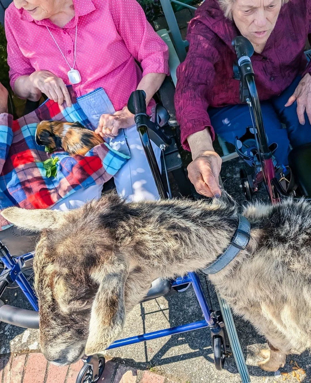 We made our third annual trip up to Village Concepts Memory Care in Oak Harbor as part of their recreation schedule. It's really powerful to see how the smell, sight, and touch of animals can unlock memories or even just feelings that they hadn't fel