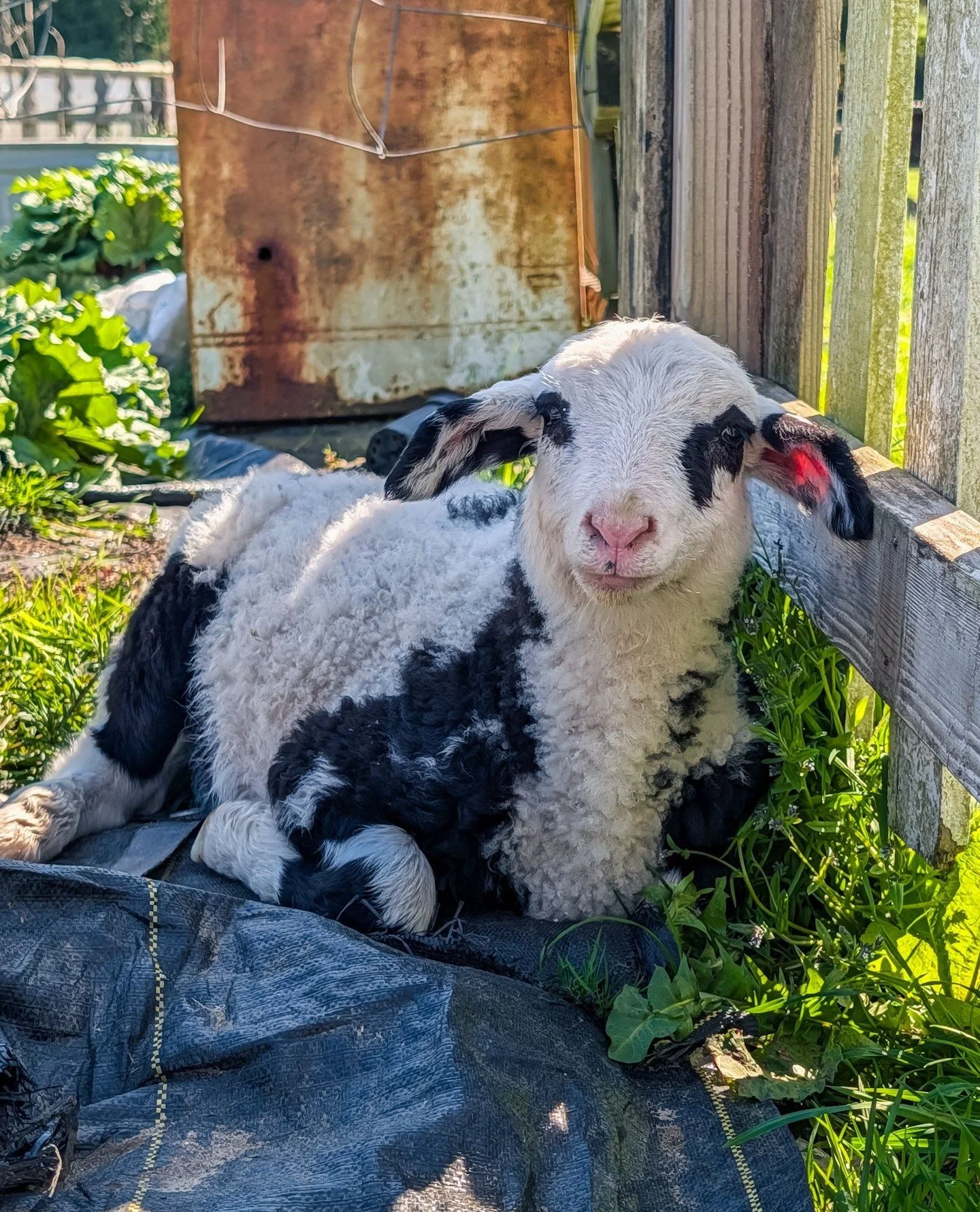 Bo is getting so big! 😭⁠
⁠
⁠
#farmsanctuary #animalsanctuary #rescue #friendsnotfood #herewithusnotforus #govegan #goveg #vegan #veganfortheanimals #animalsofinstagram #someonenotsomething #whidbeyisland⁠
#sheep #sheepofinstagram #rescuesheep #savet