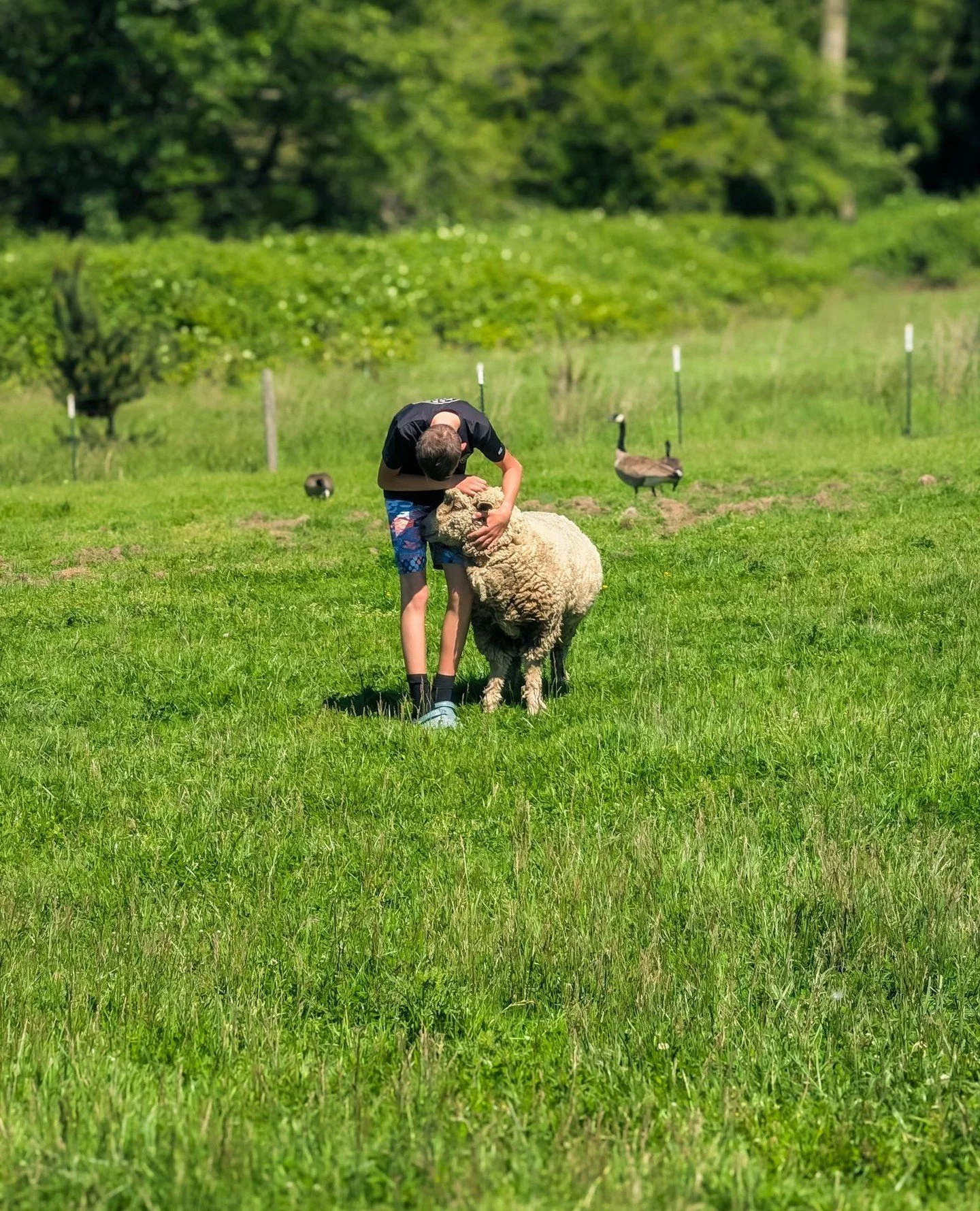 Wicklow cuddling with a tour guest with some visiting Canada Geese in the background. Someone has definitely been spreading the word that there are nice open pastures with private security here because there are more of them every year.⁠
⁠
#farmsanct