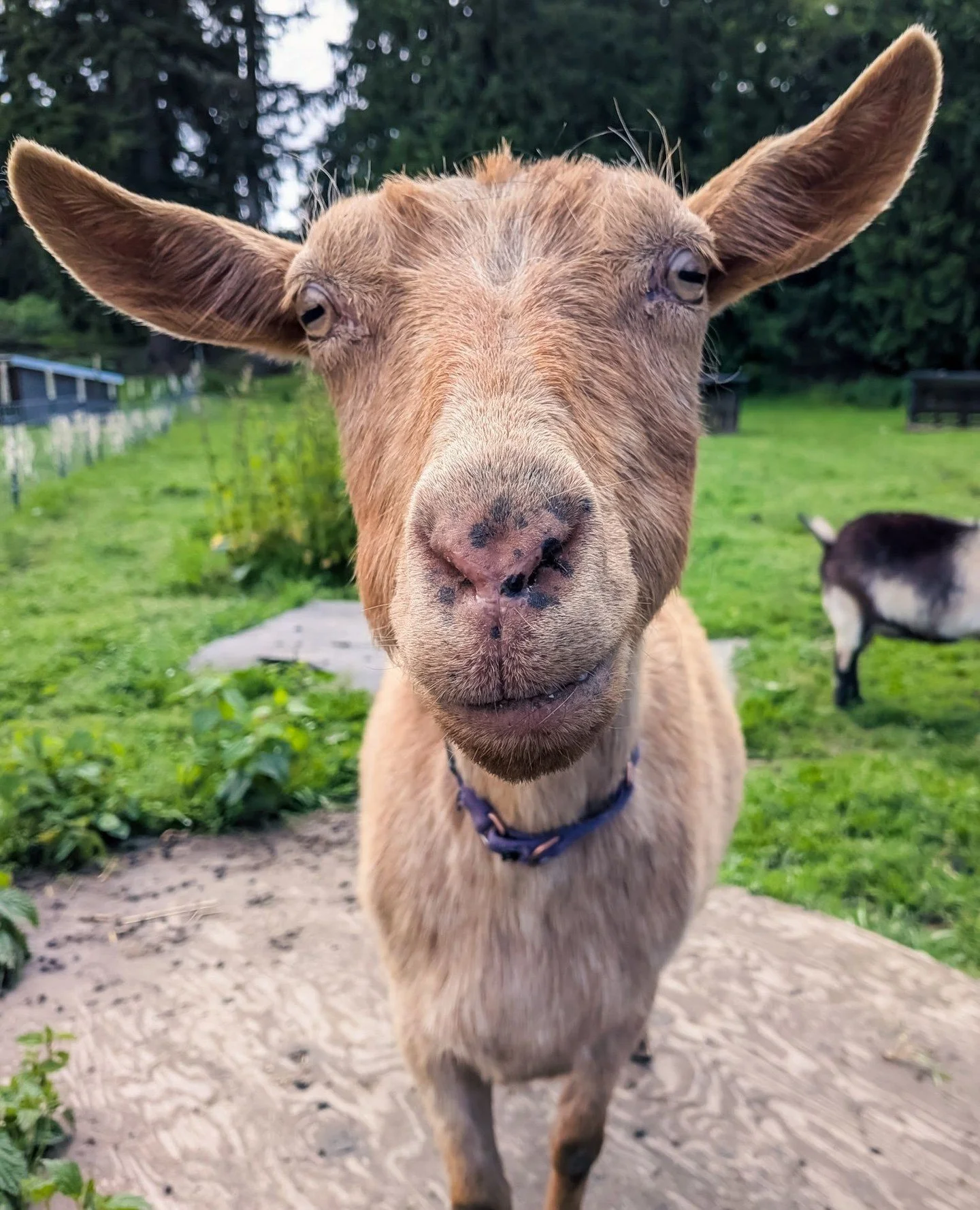 Auntie Bea, our oldest (and miraculously one of our healthiest) goats⁠
⁠
⁠
#farmsanctuary #animalsanctuary #rescue #friendsnotfood #herewithusnotforus #govegan #goveg #vegan #veganfortheanimals #animalsofinstagram #someonenotsomething #whidbeyisland⁠