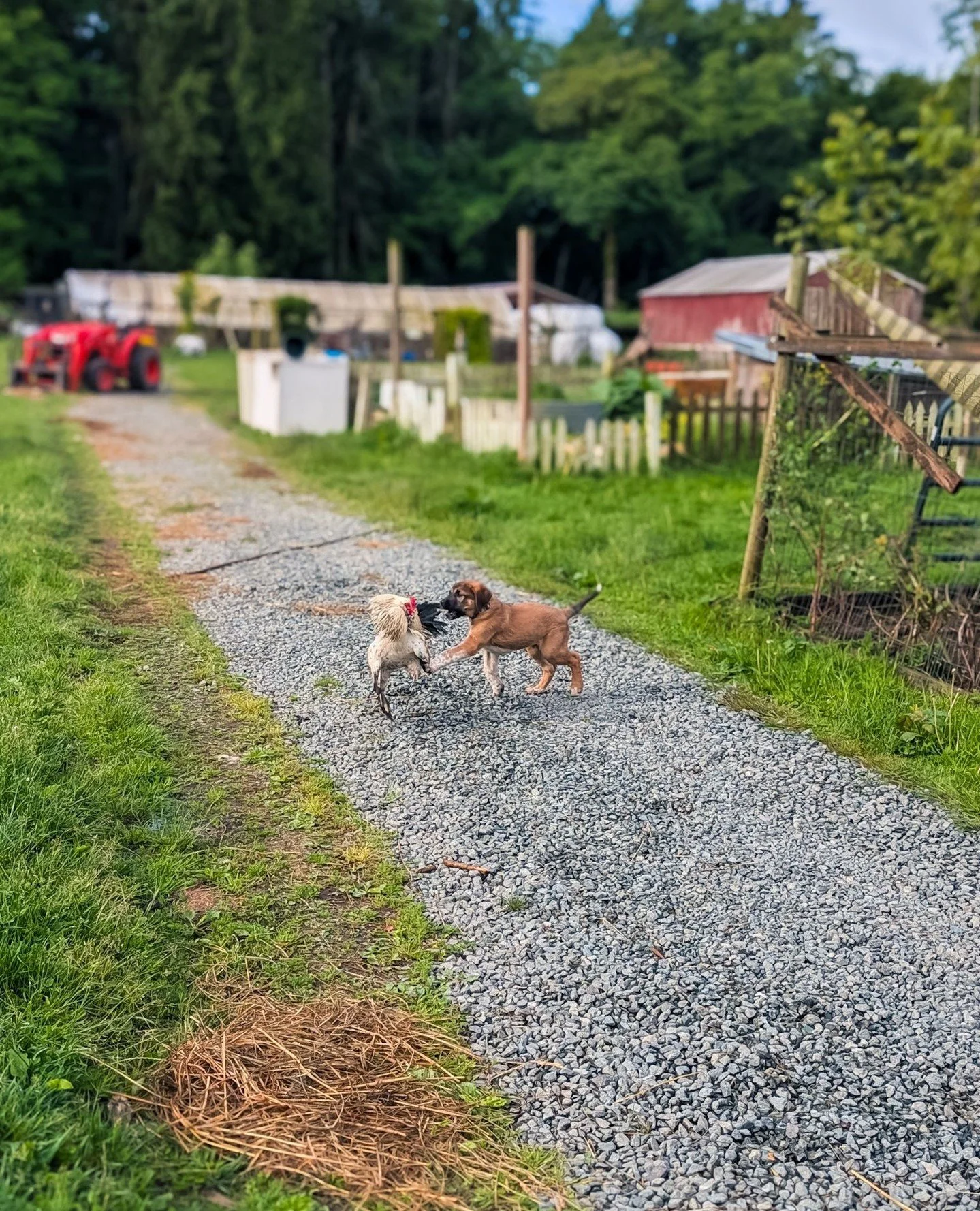 Ember just seconds before learning a very important lesson from a Ebey the rooster 🤣⁠
⁠
⁠
#farmsanctuary #animalsanctuary #rescue #friendsnotfood #herewithusnotforus #govegan #goveg #vegan #veganfortheanimals #animalsofinstagram #someonenotsomething