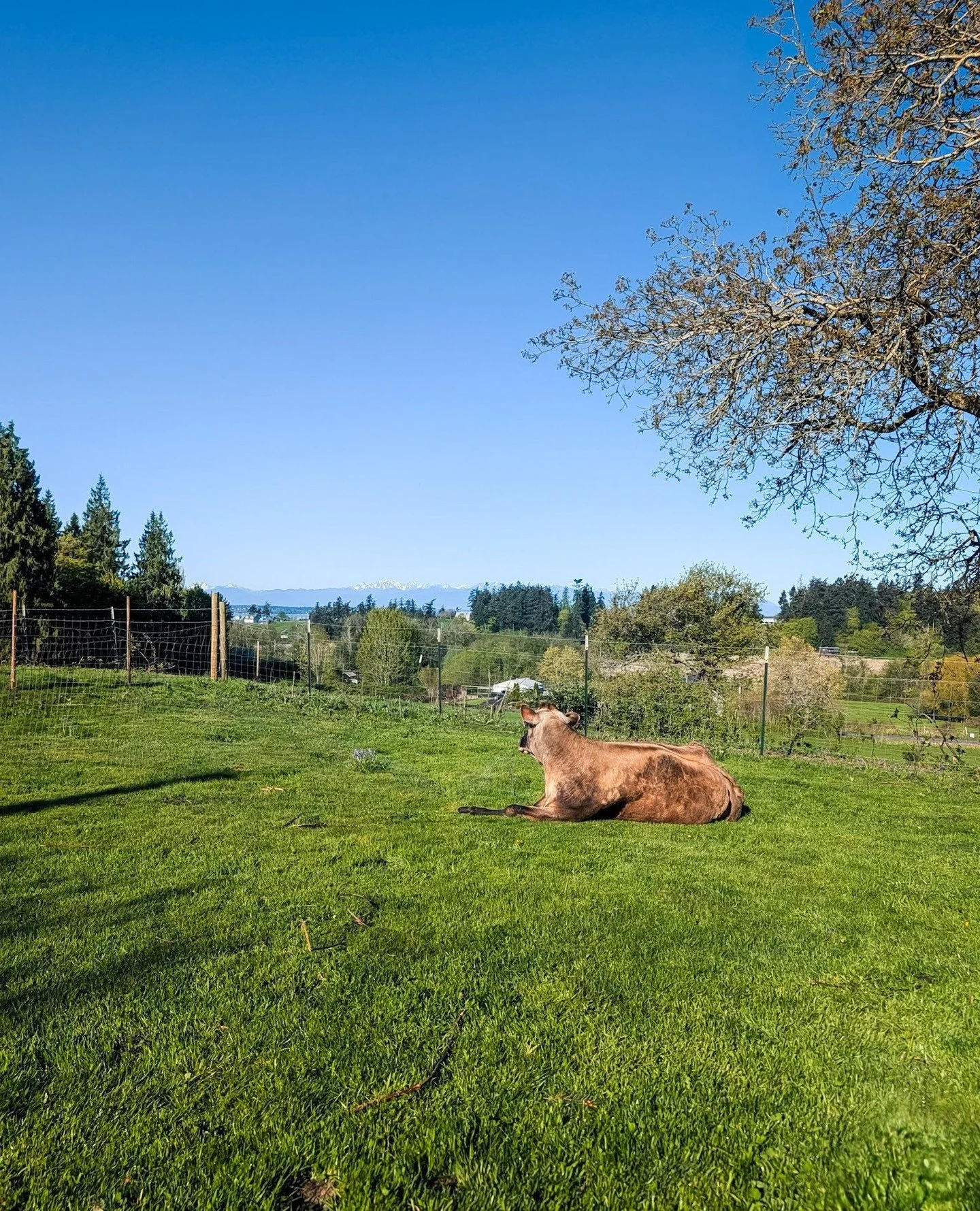 Dahlia loves a mountain view 🌄⁠
⁠
⁠
#farmsanctuary #animalsanctuary #rescue #friendsnotfood #herewithusnotforus #govegan #goveg #vegan #veganfortheanimals #animalsofinstagram #someonenotsomething #whidbeyisland⁠
#cows #cowssofinstagram #pasturepuppi