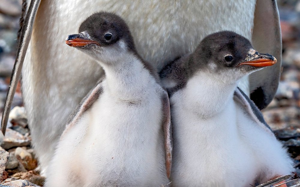 Gentoo Penguin Chicks by Michelle Valberg _ZZ83693 copy.jpg