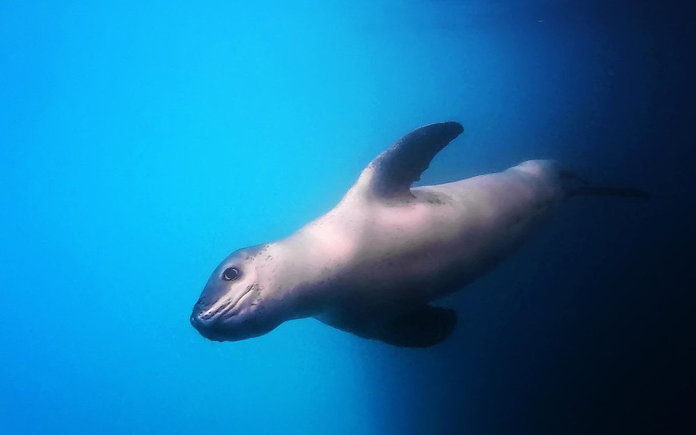 Leopard Seal by Michelle Valberg till005 copy.jpg