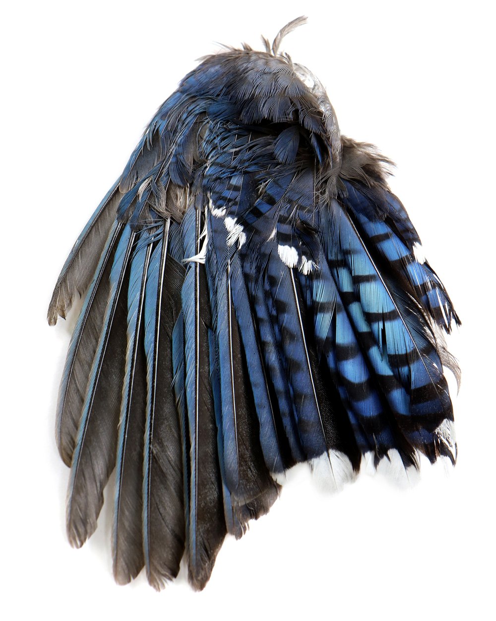 blue jay wing 2.jpg