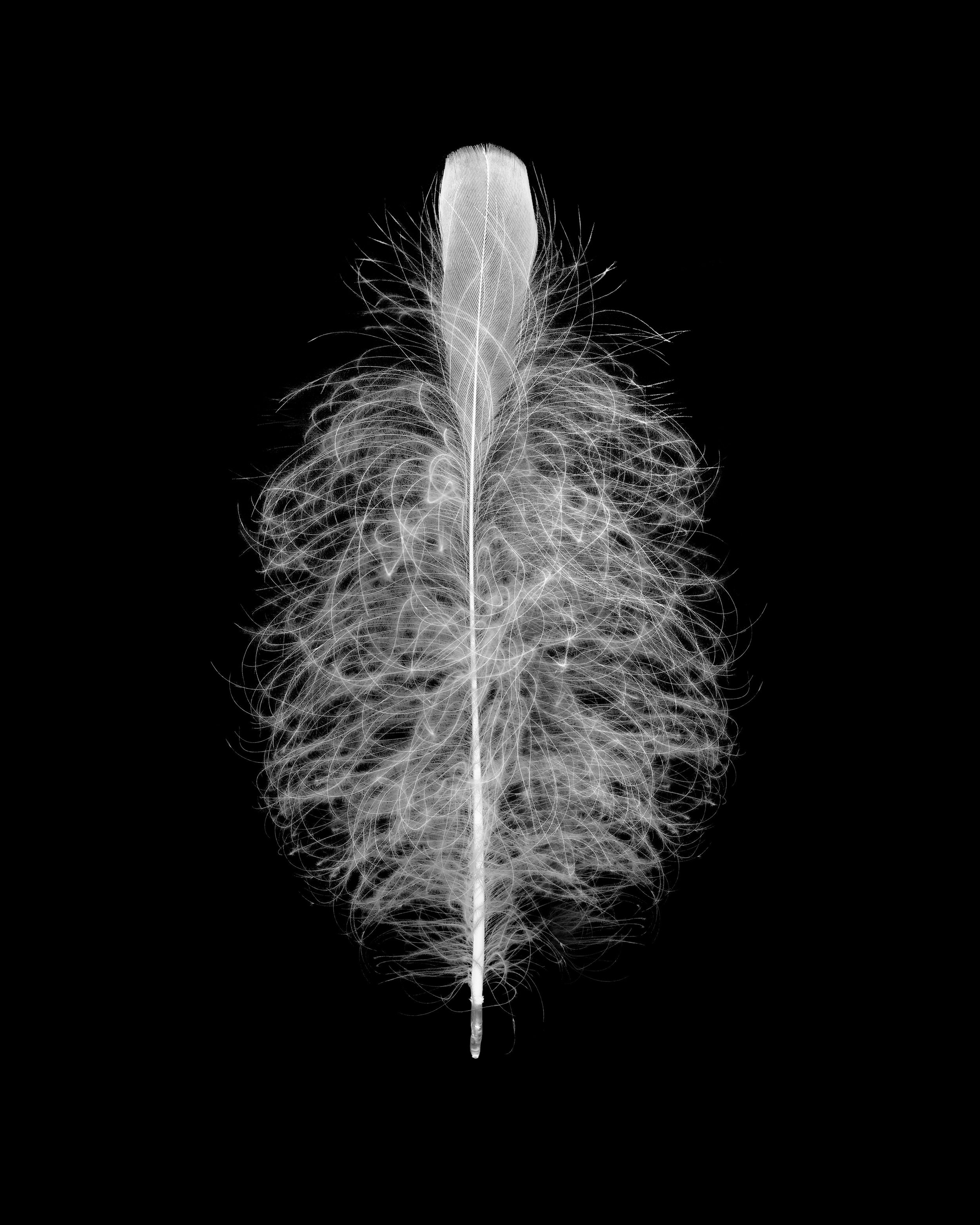 crane feather fluffy cleaned up copy.jpg