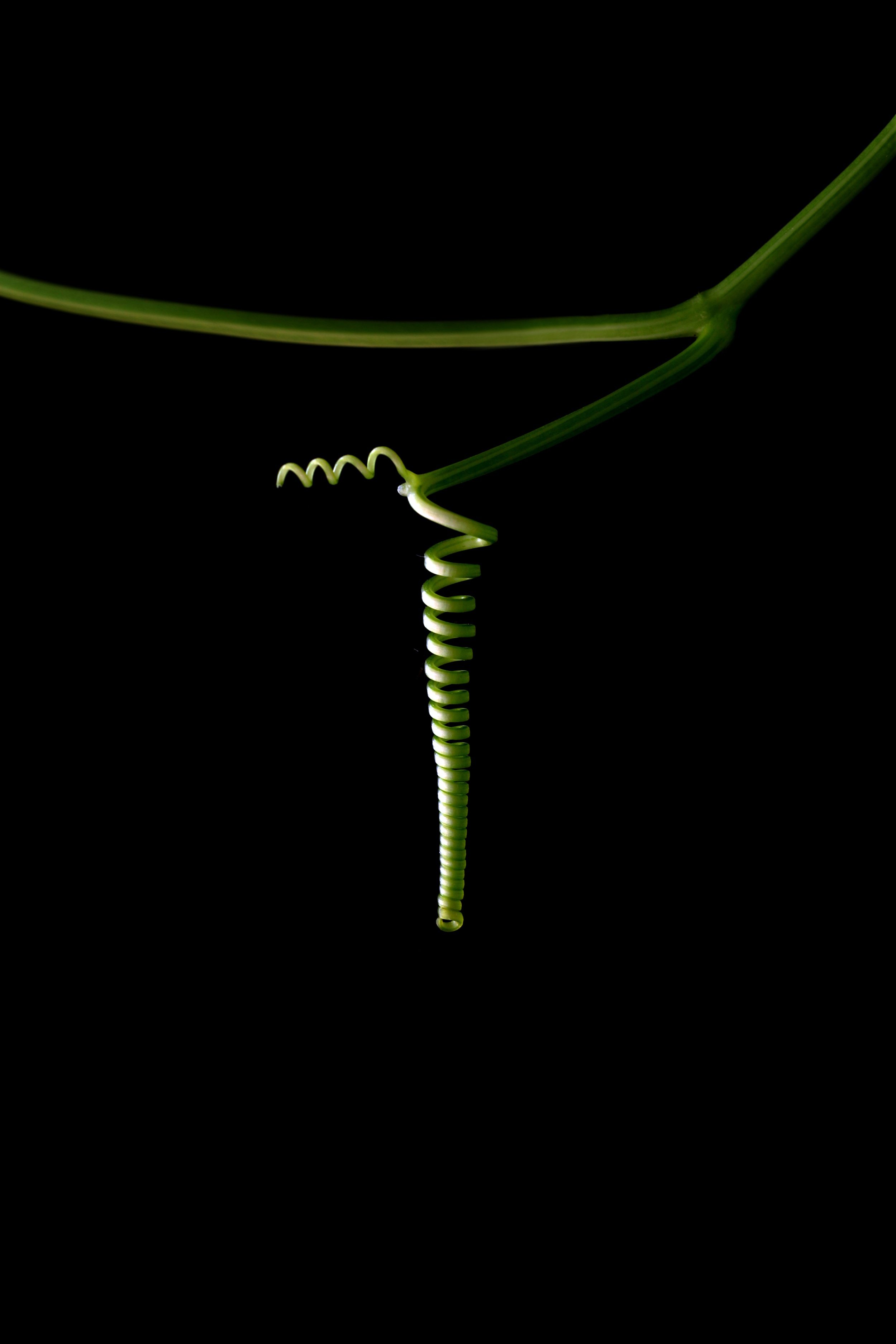 perfect tendril final (1).jpg