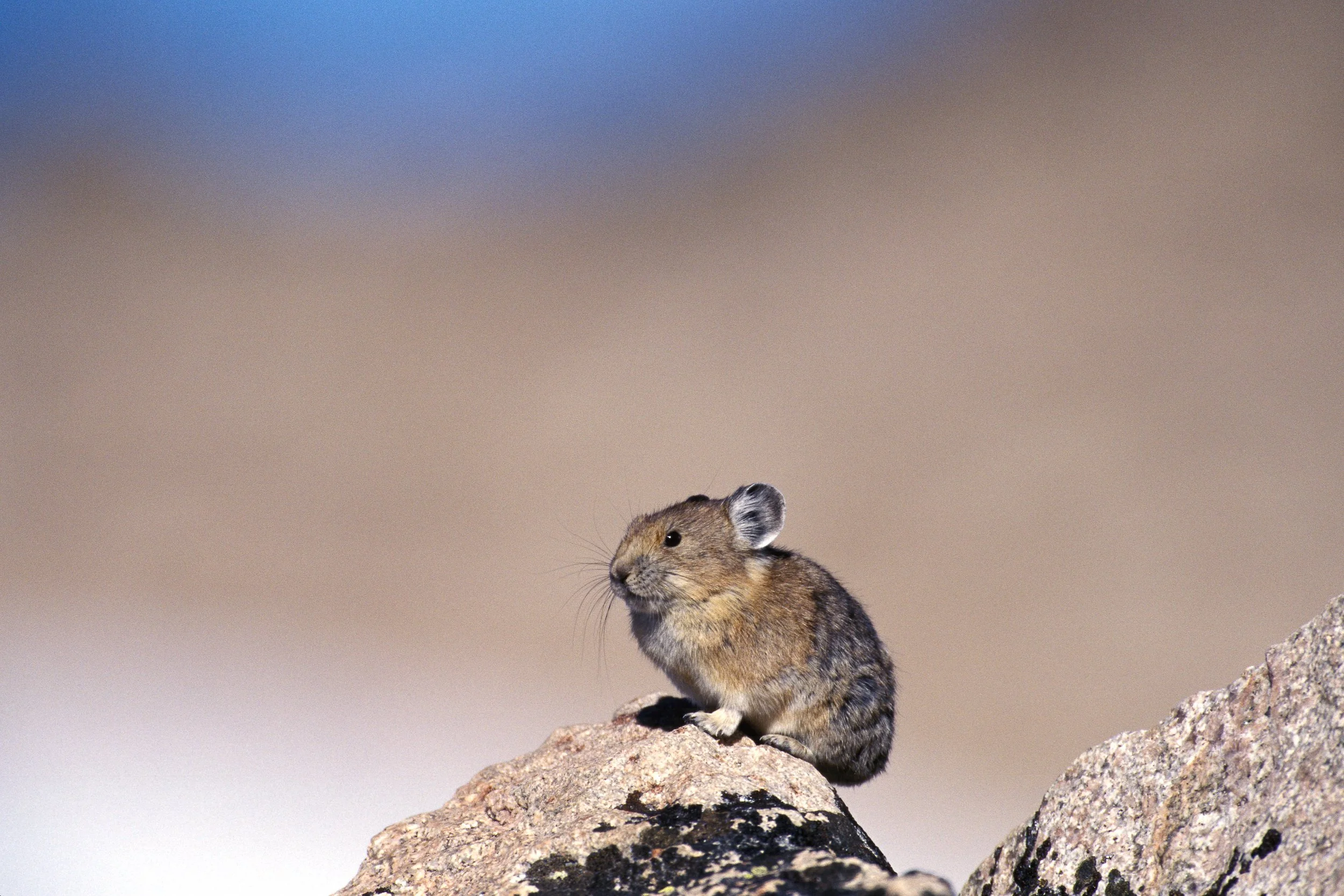 D00-0025 Pika, Montana