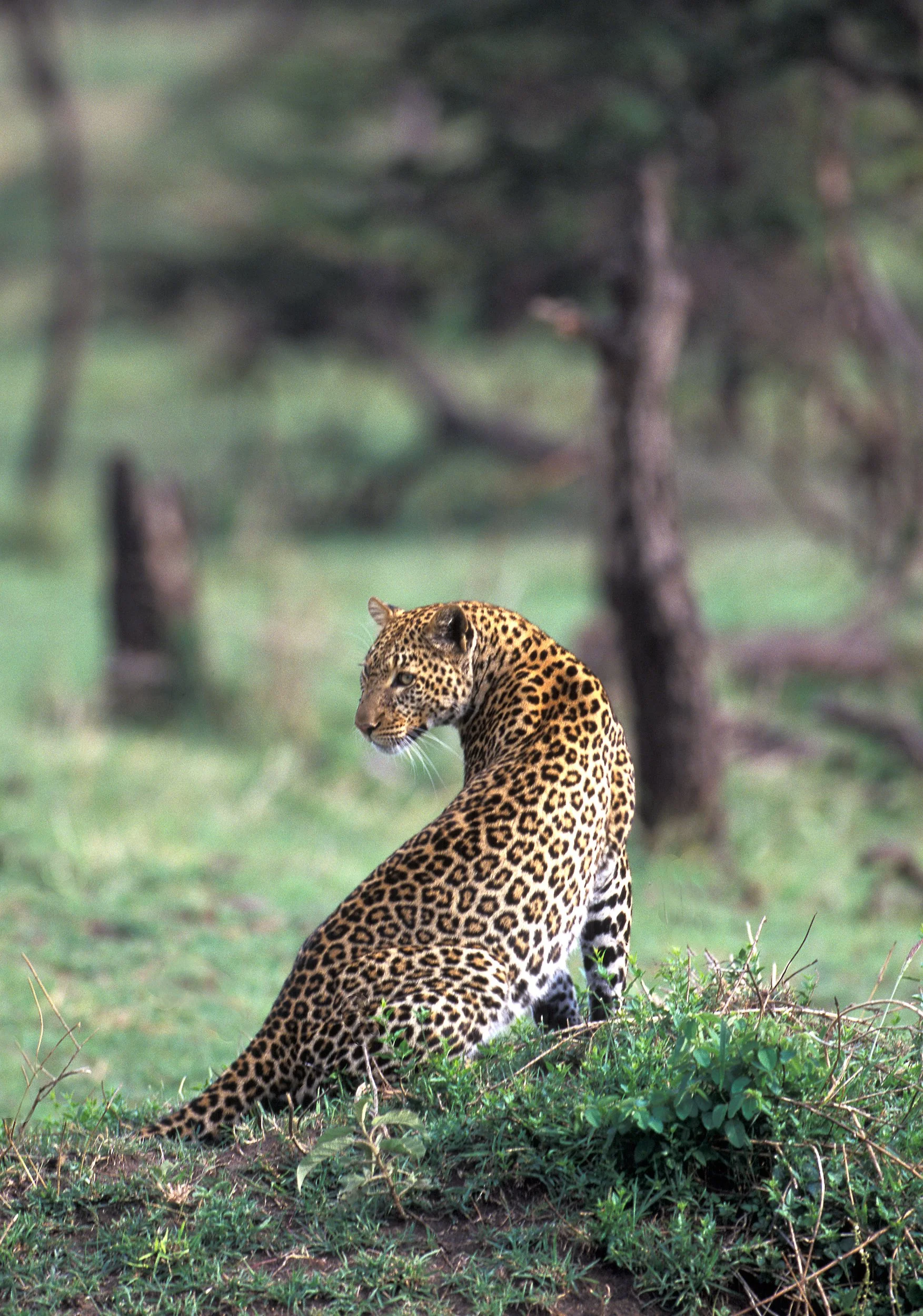 A00-0501 Leopard, Maasai Mara, Kenya