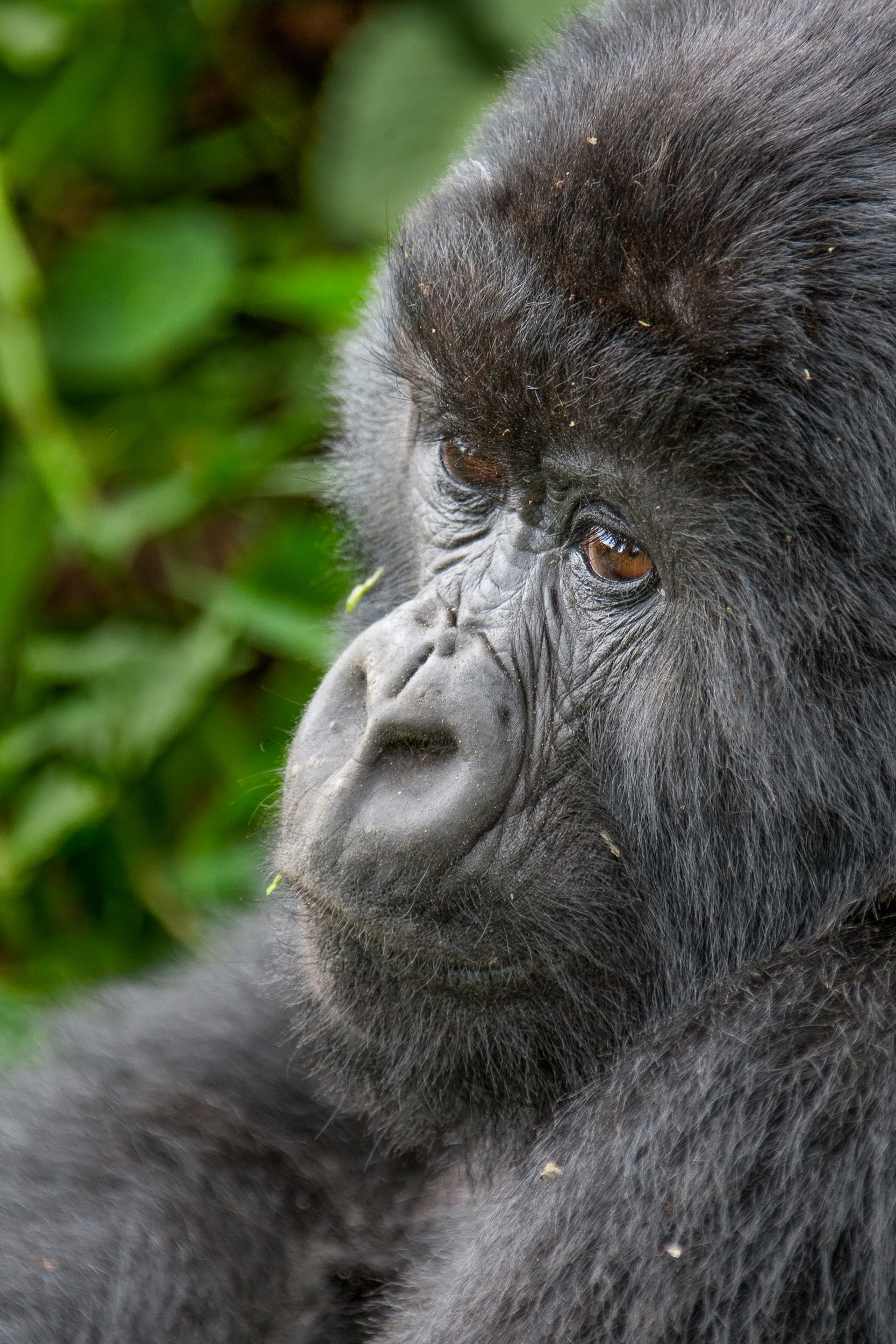 Mountain Gorilla, Rwanda   K02-3082 