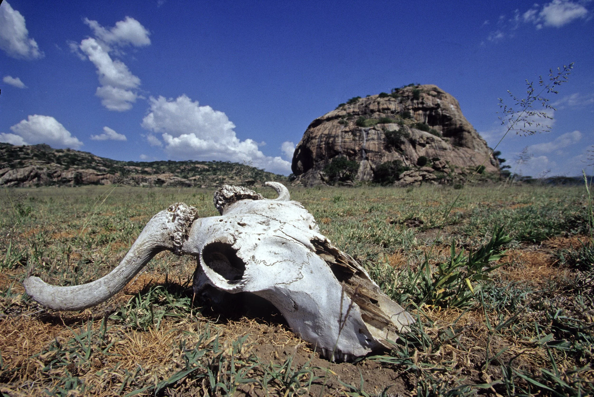 Gnu (or Wildebeest) skull and Nasera Rock,  Ngorongoro Conservation Area, Tanzania