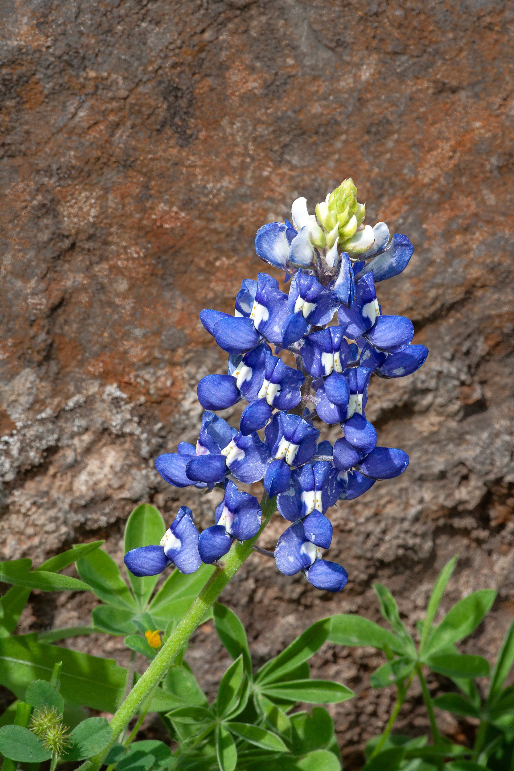 Texas Blue Bonnet, Texas Hill Country 
 I04-0075