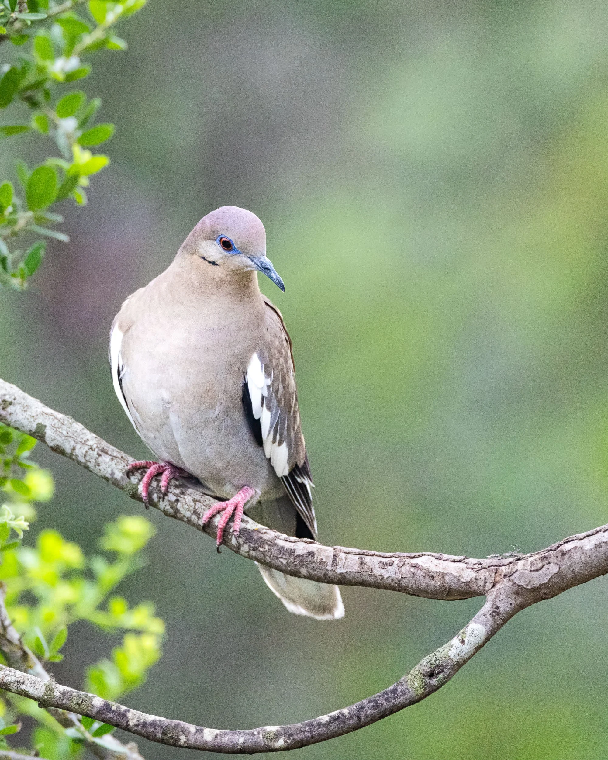 White-winged Dove, Texas Hill Country
2604-0527
