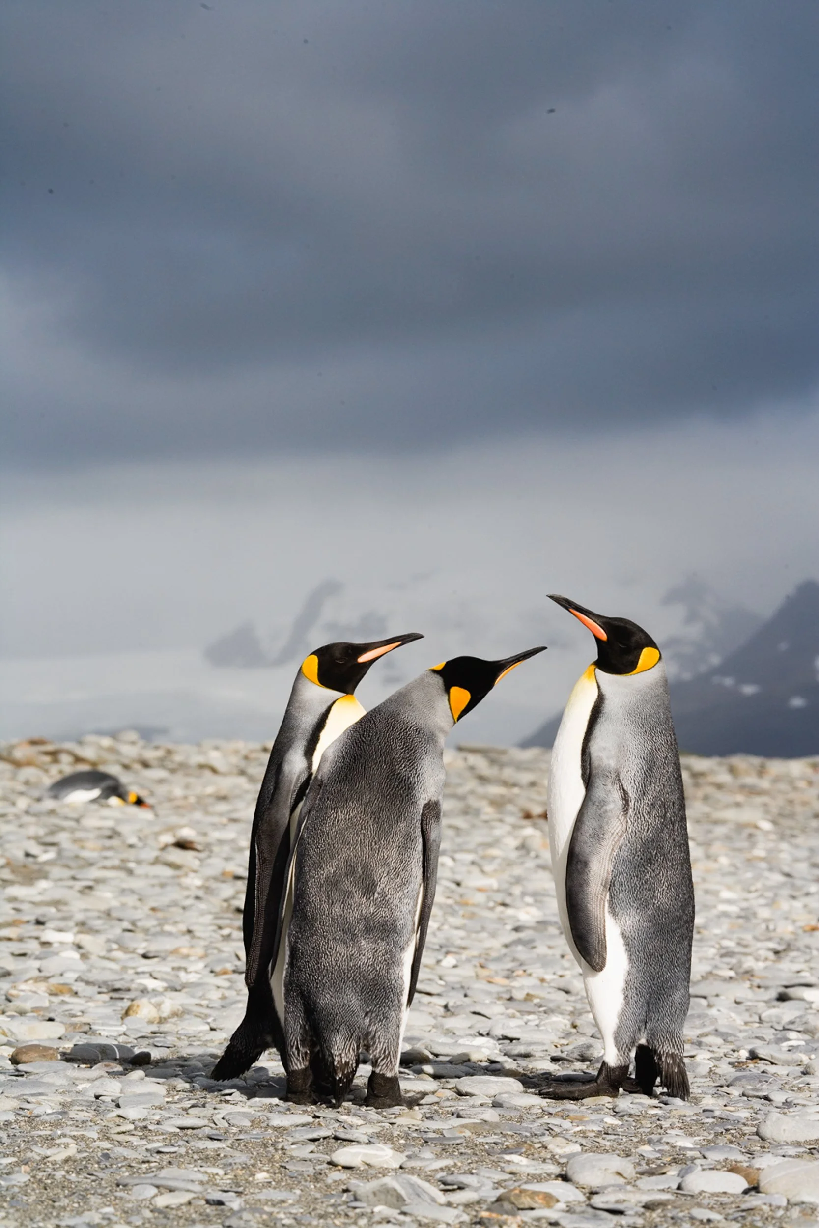 King Penguins Discussing Matters, Salisbury Plain, South Georgia Island    H02-0115