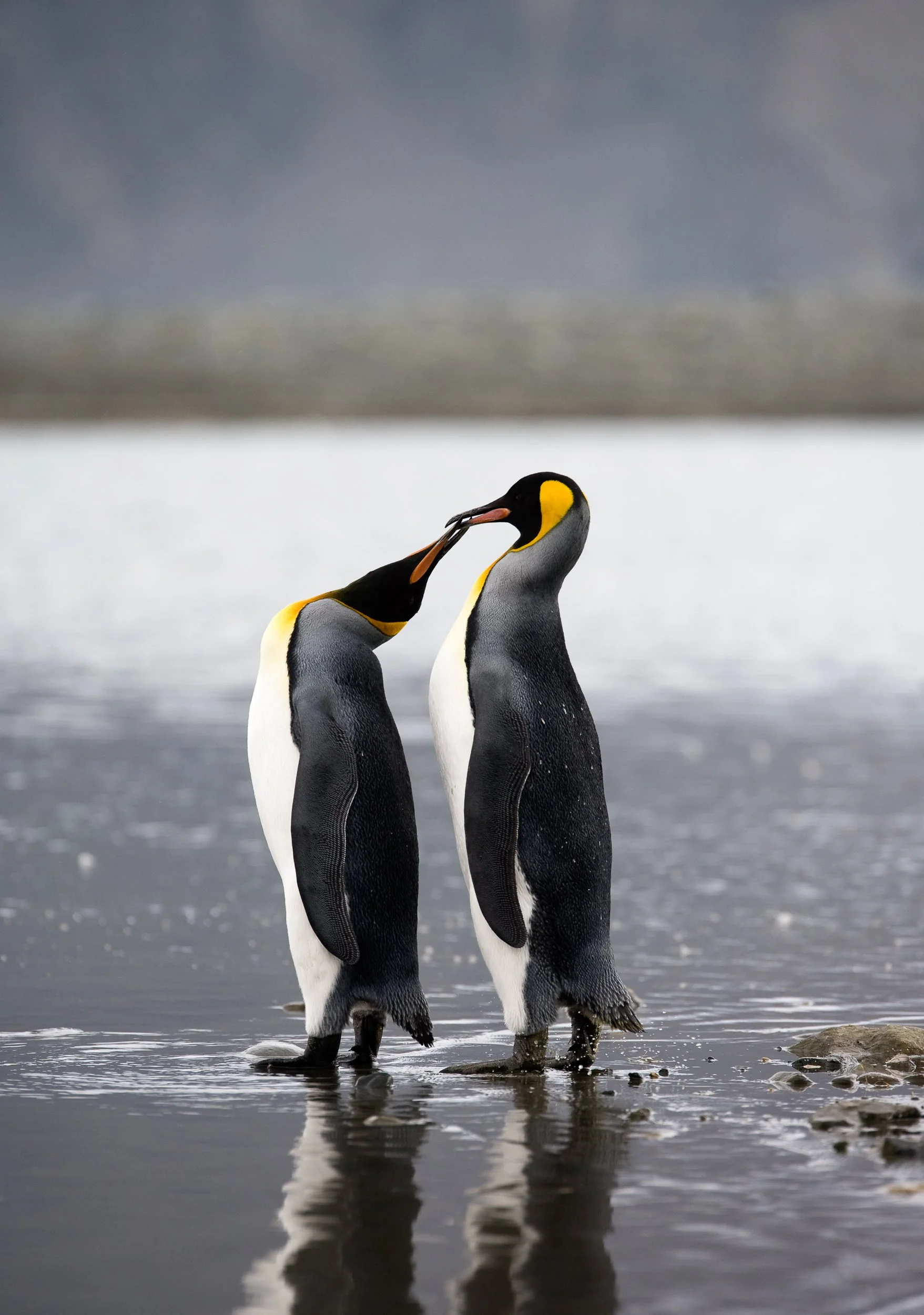 H02-0934  King Penguins, South Georgia Island
