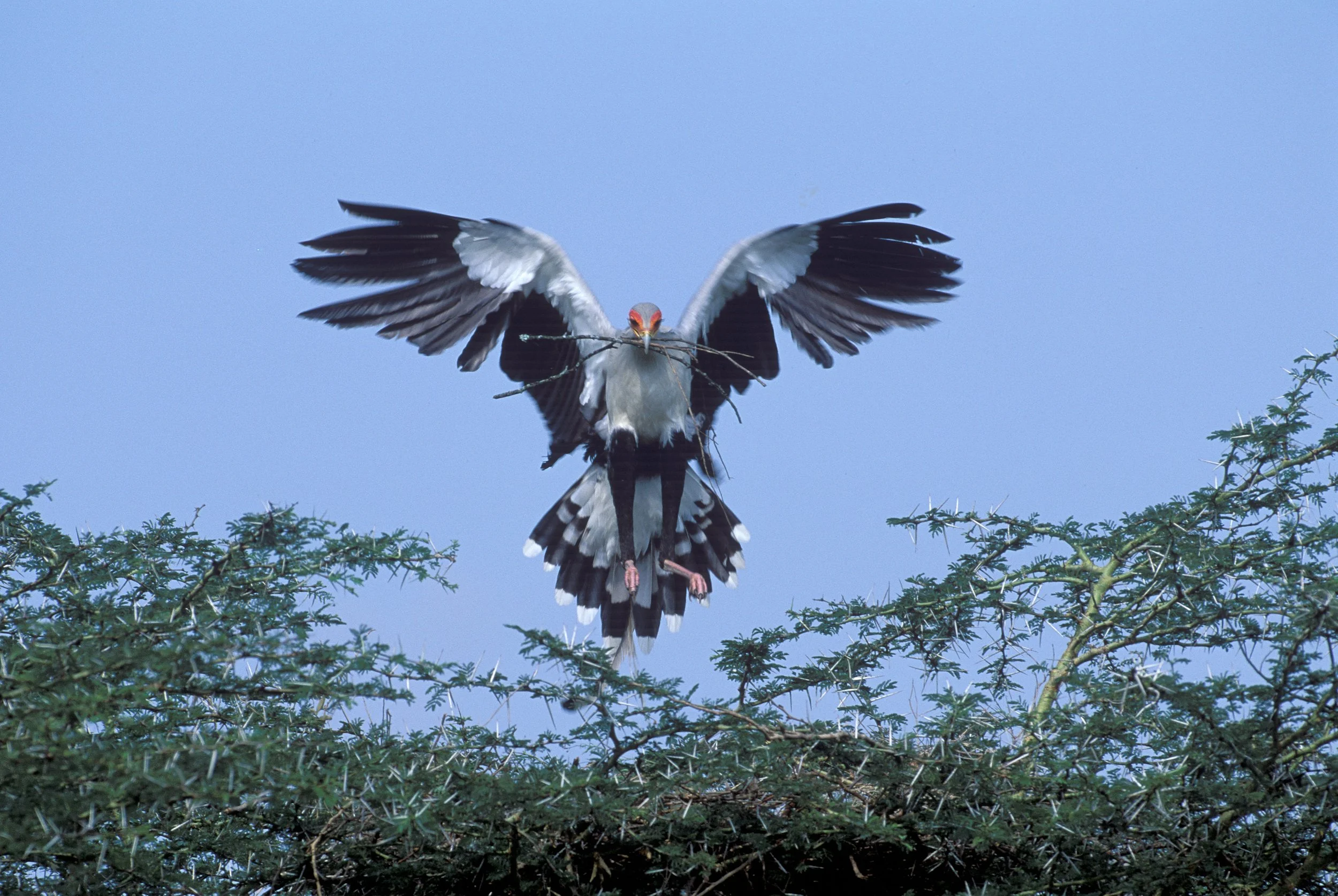 A00-0043. Secretarybird, Kenya