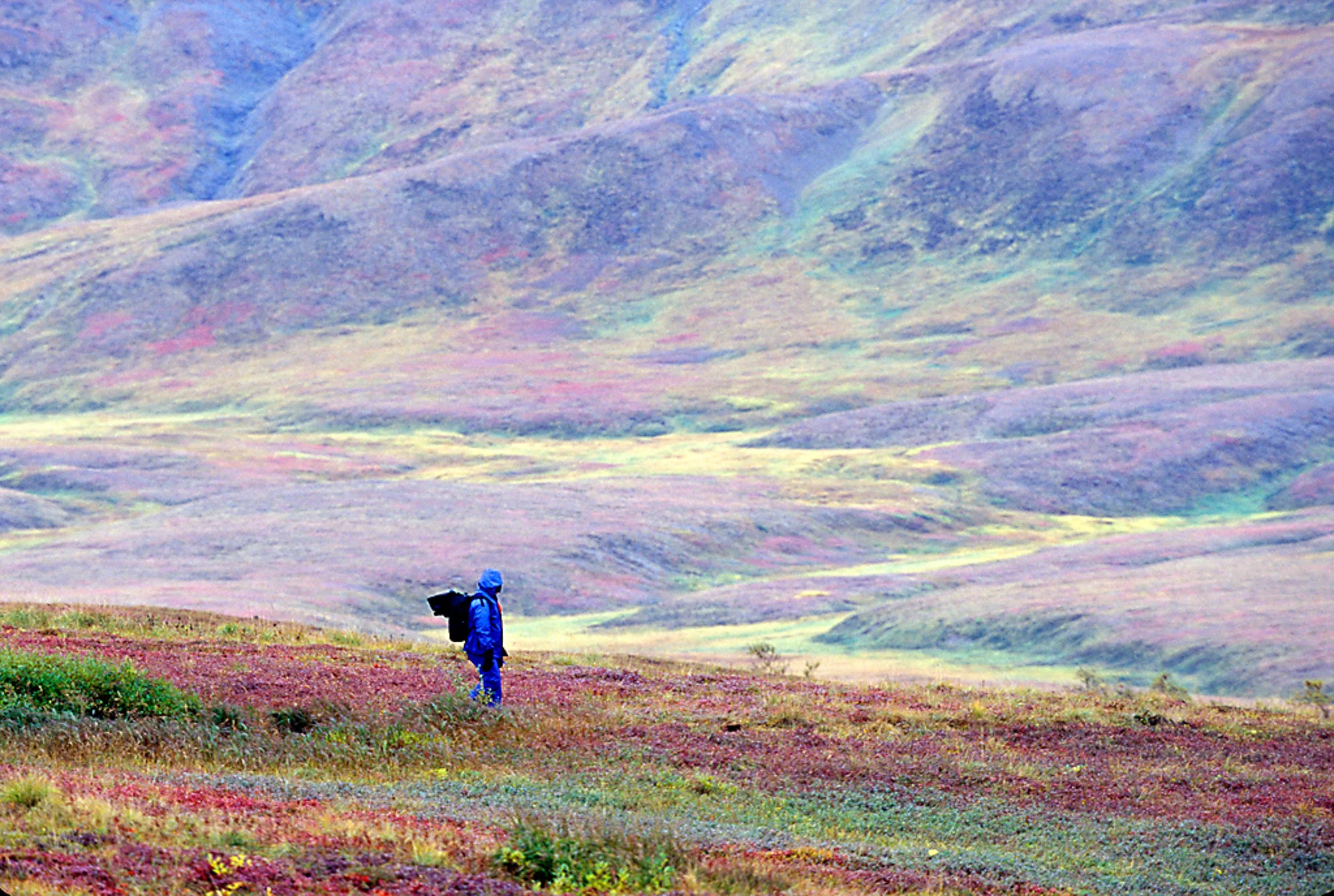 Tundra below Mount Denali, Alaska   F06-0023    