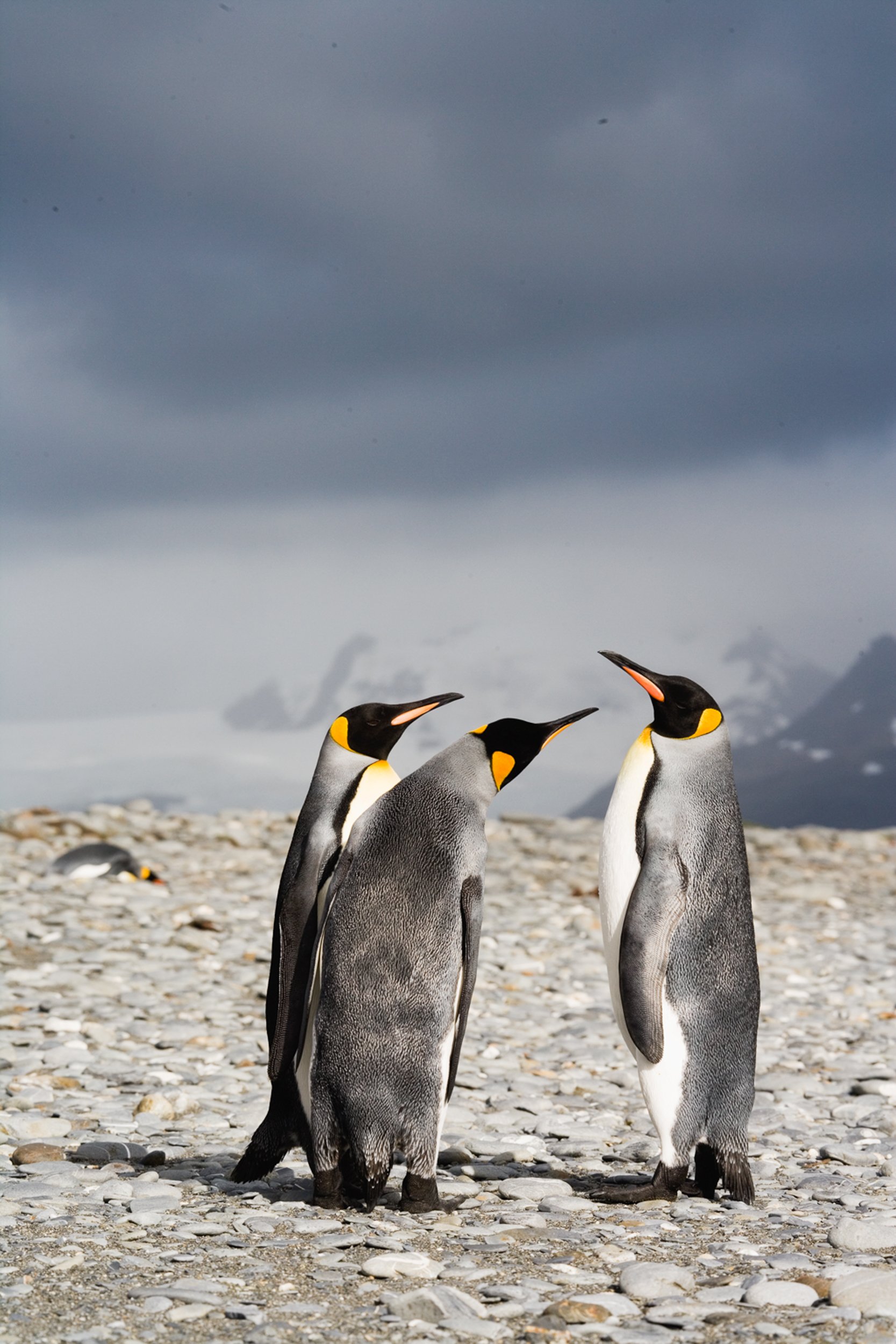 King Penguins Discussing Matters    H02-0115