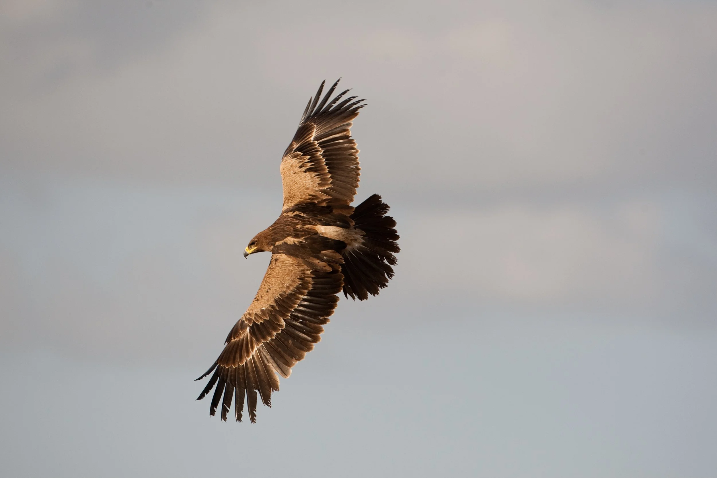 K02-2928   Tawny Eagle,  Ethiopia