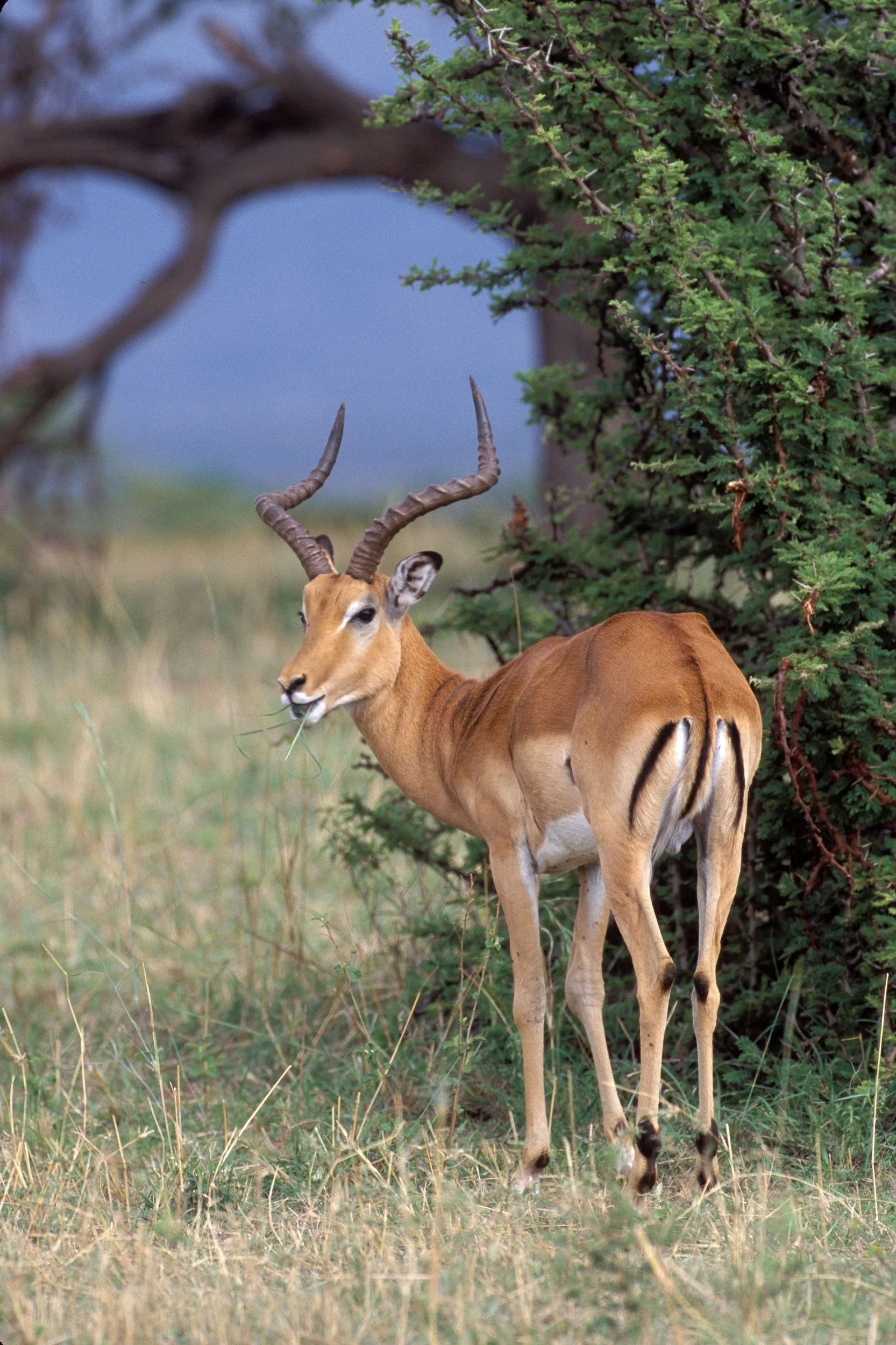 A00-0036 Impala, Maasai Mara, Kenya