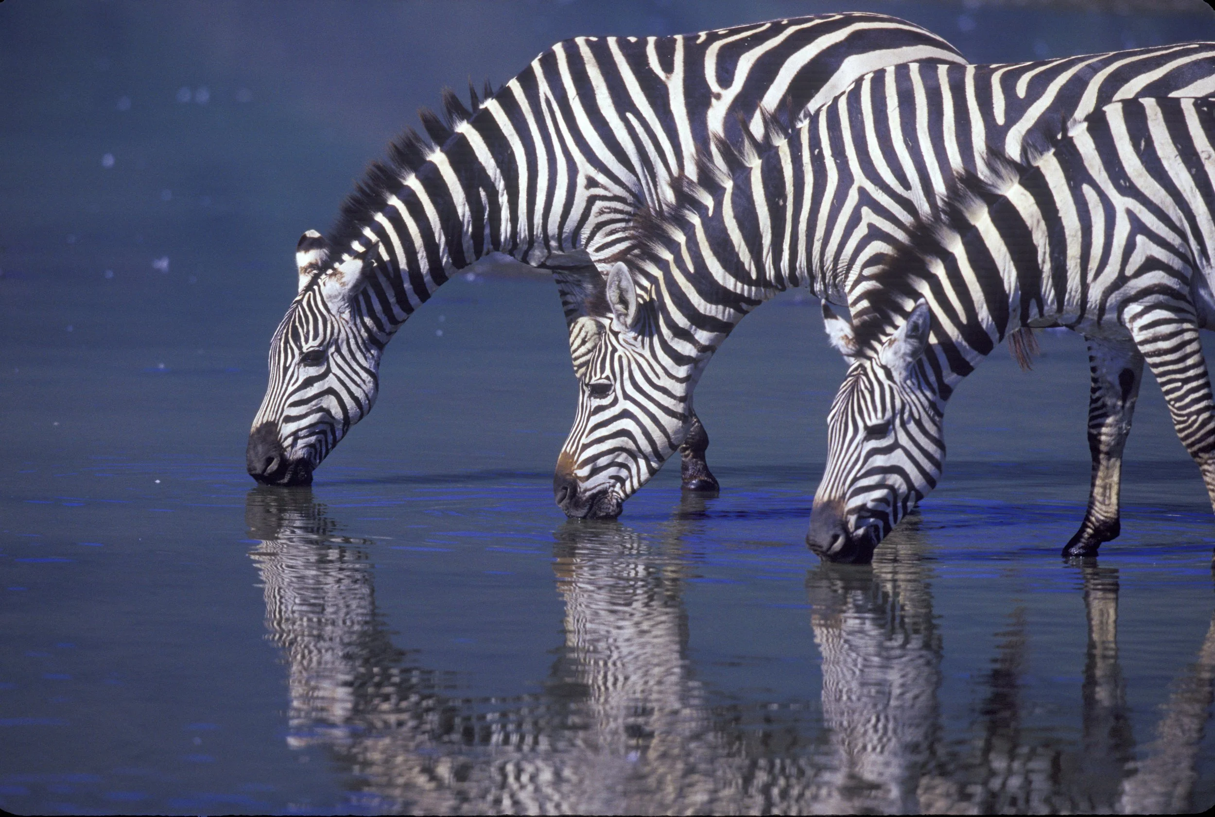 Zebras, Ngorongoro Crater, Tanzania   E00-0001 