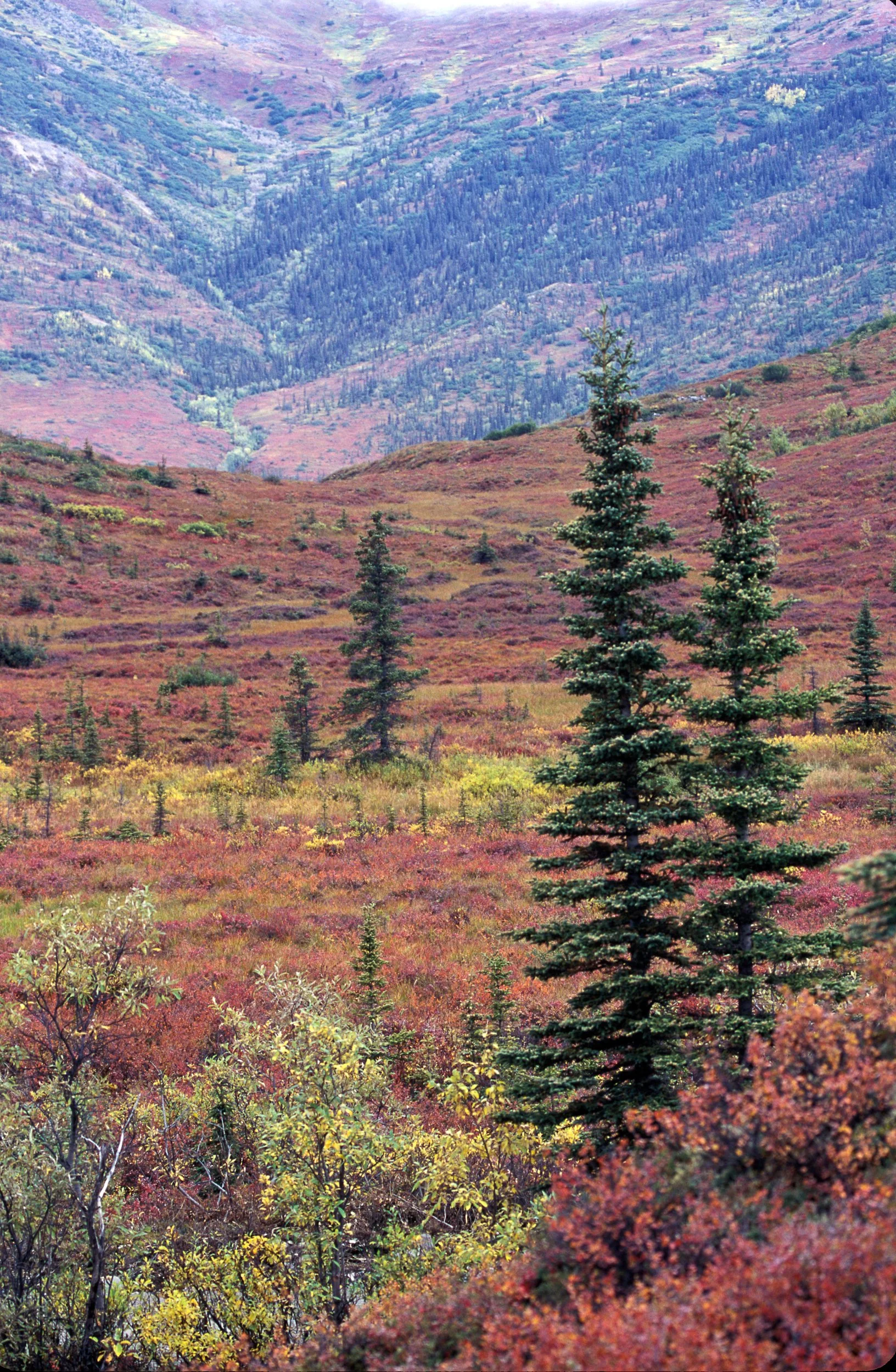 Fir Trees and Tundra, Denali National Park
D10-0015