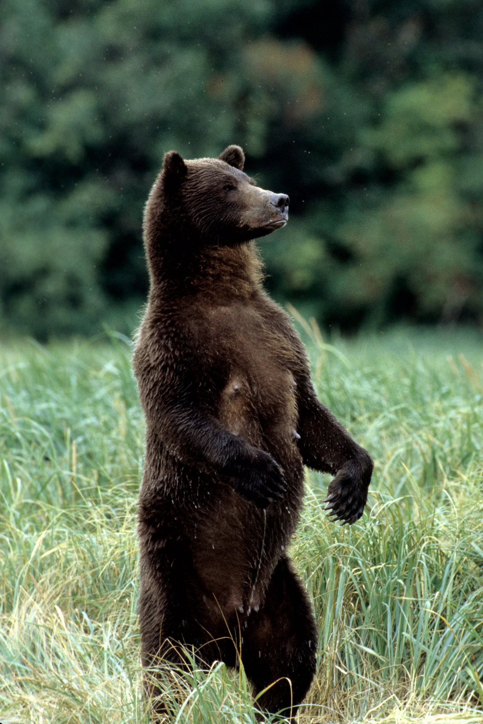 B00-0022 Brown (Grizzly) Bear, Alaska