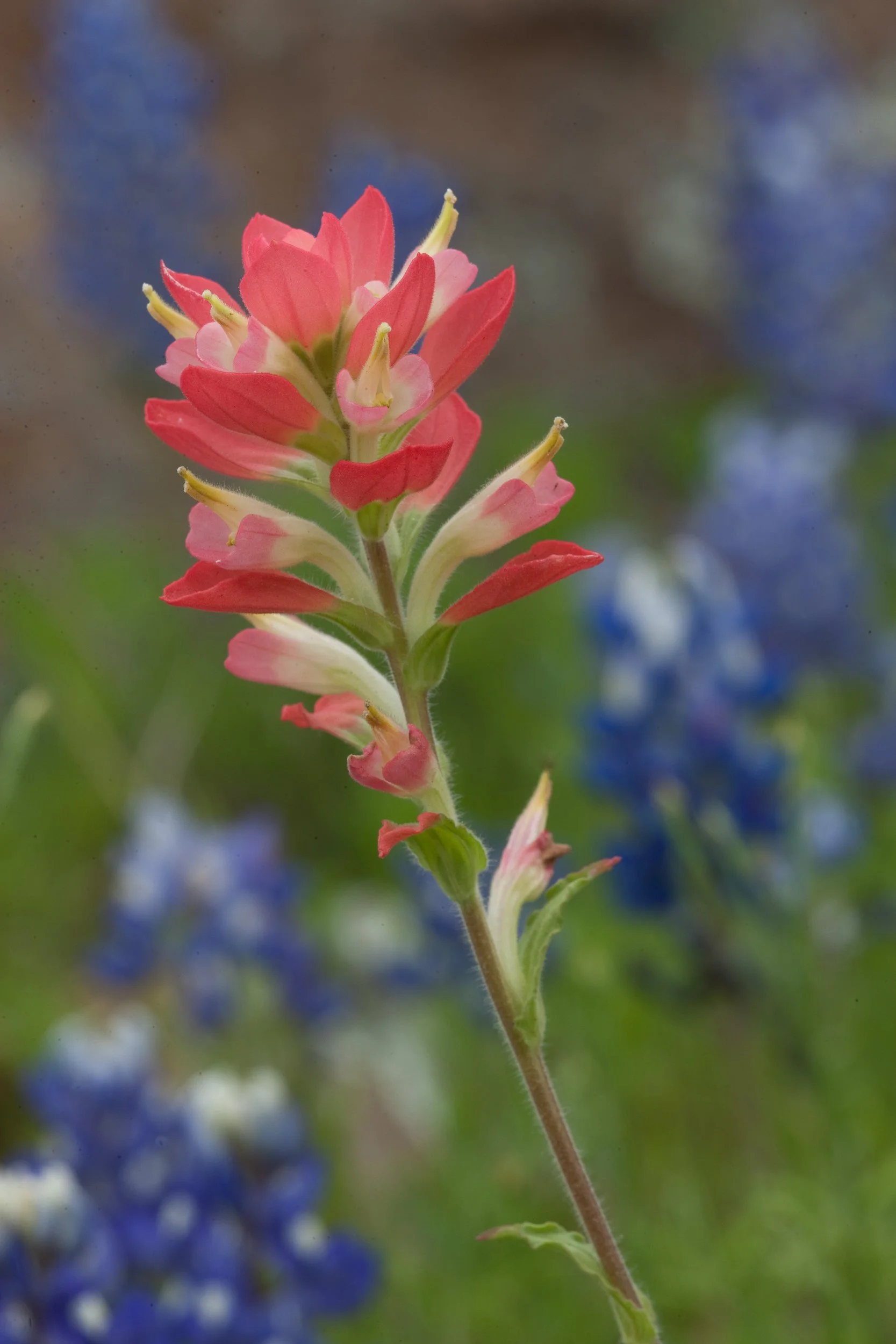 Indian Paintbrush, Texas Hill Country   L04-0203