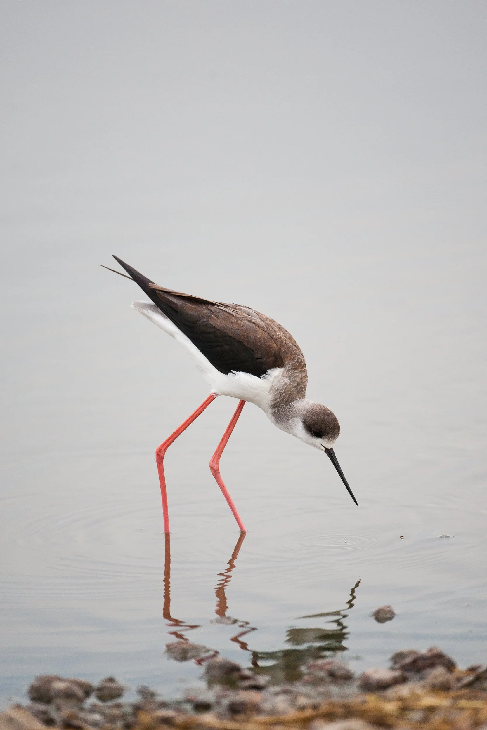 K02-1962   Black-winged Stilt, Tanzania