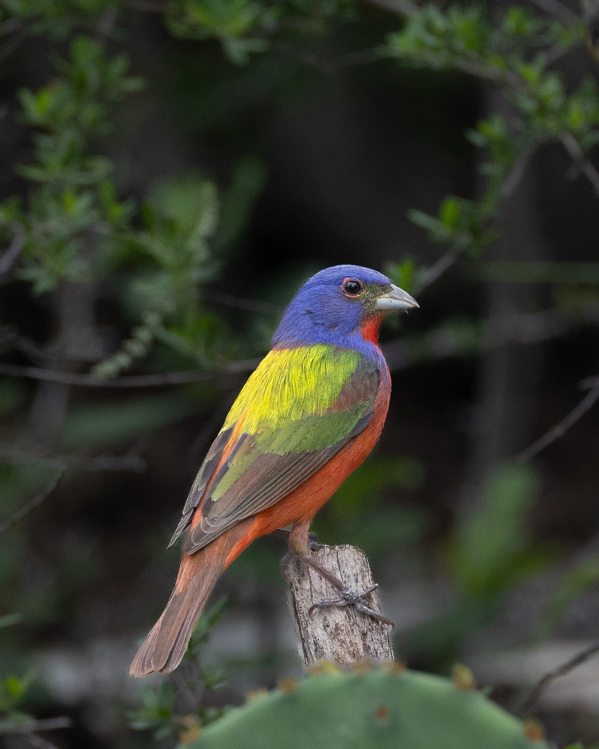 2604-1273    Painted Bunting,   Texas Hill Country