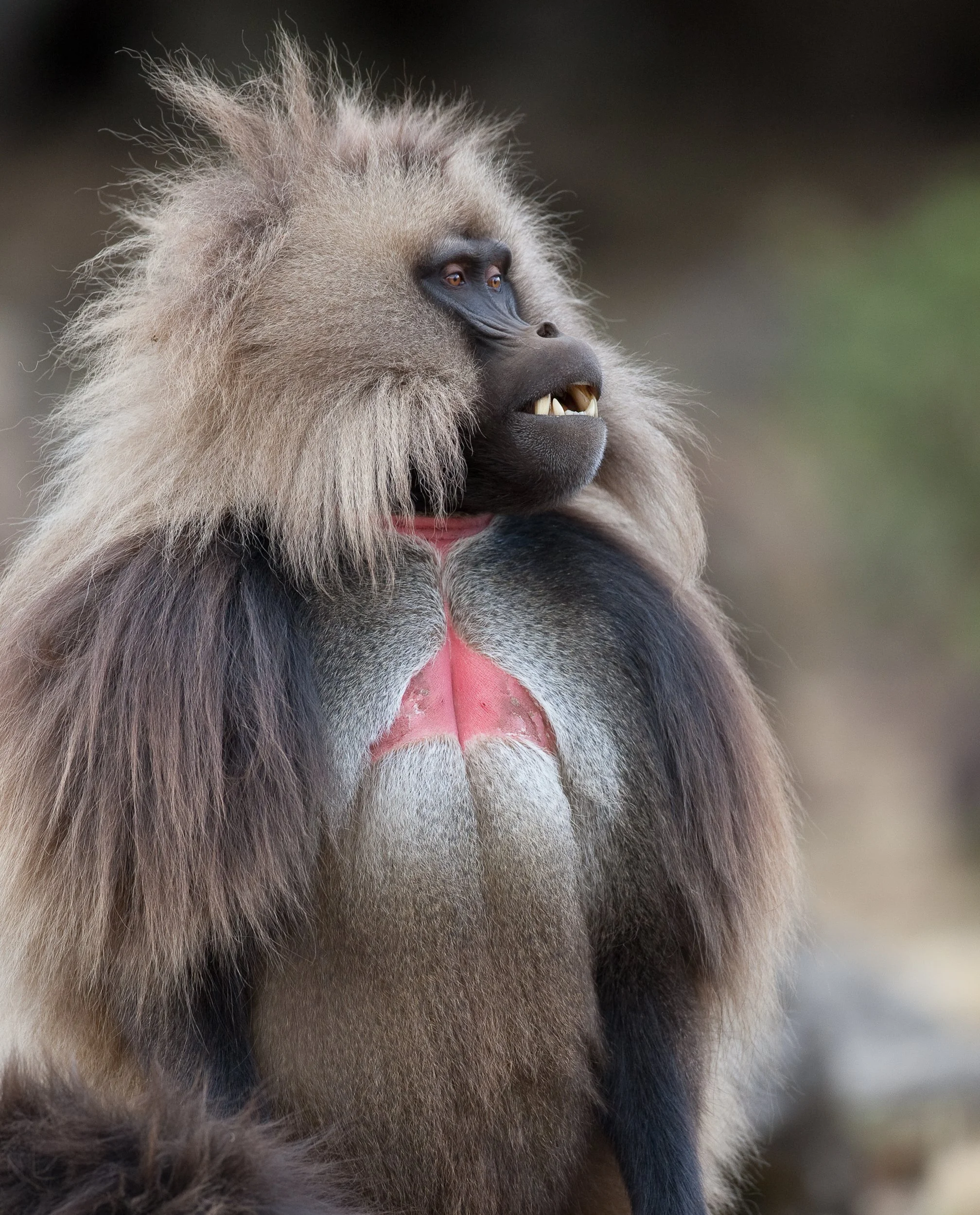 K02-0318 Gelada, Simien Mountains, Ethiopia