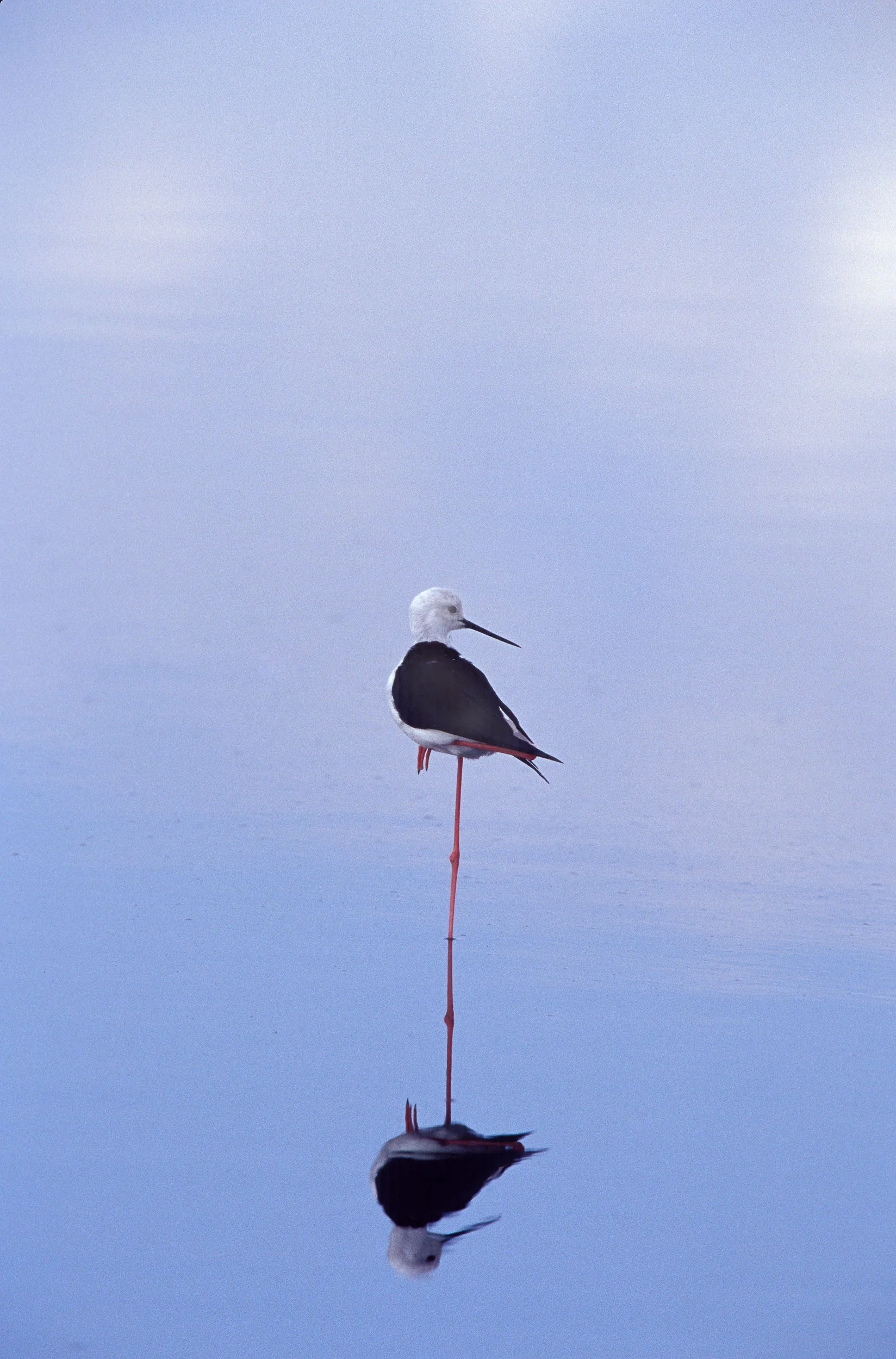 K02-2569   Black-winged Stilt, Tanzania