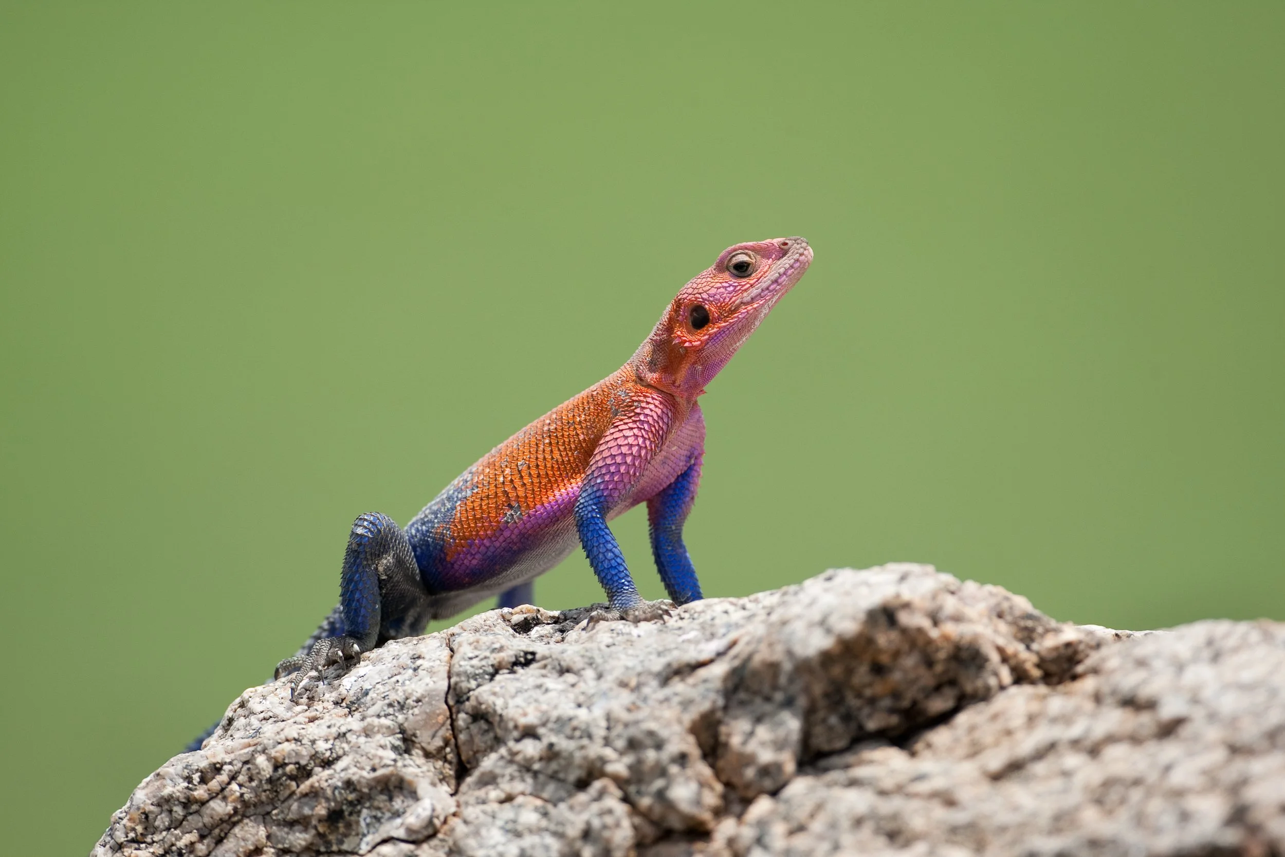 K02-2007 common agama or red-headed rock agama, Serengeti National Park, Tanzania
