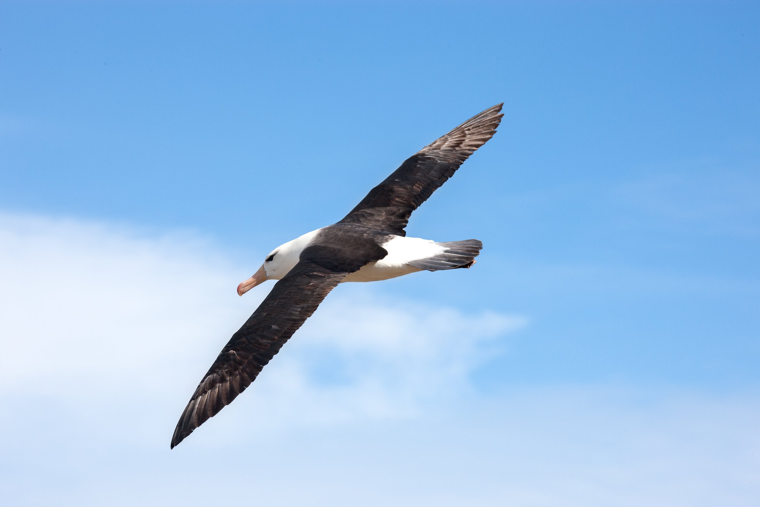 J01-0188   Black-browed Albatross,  Falkland Islands