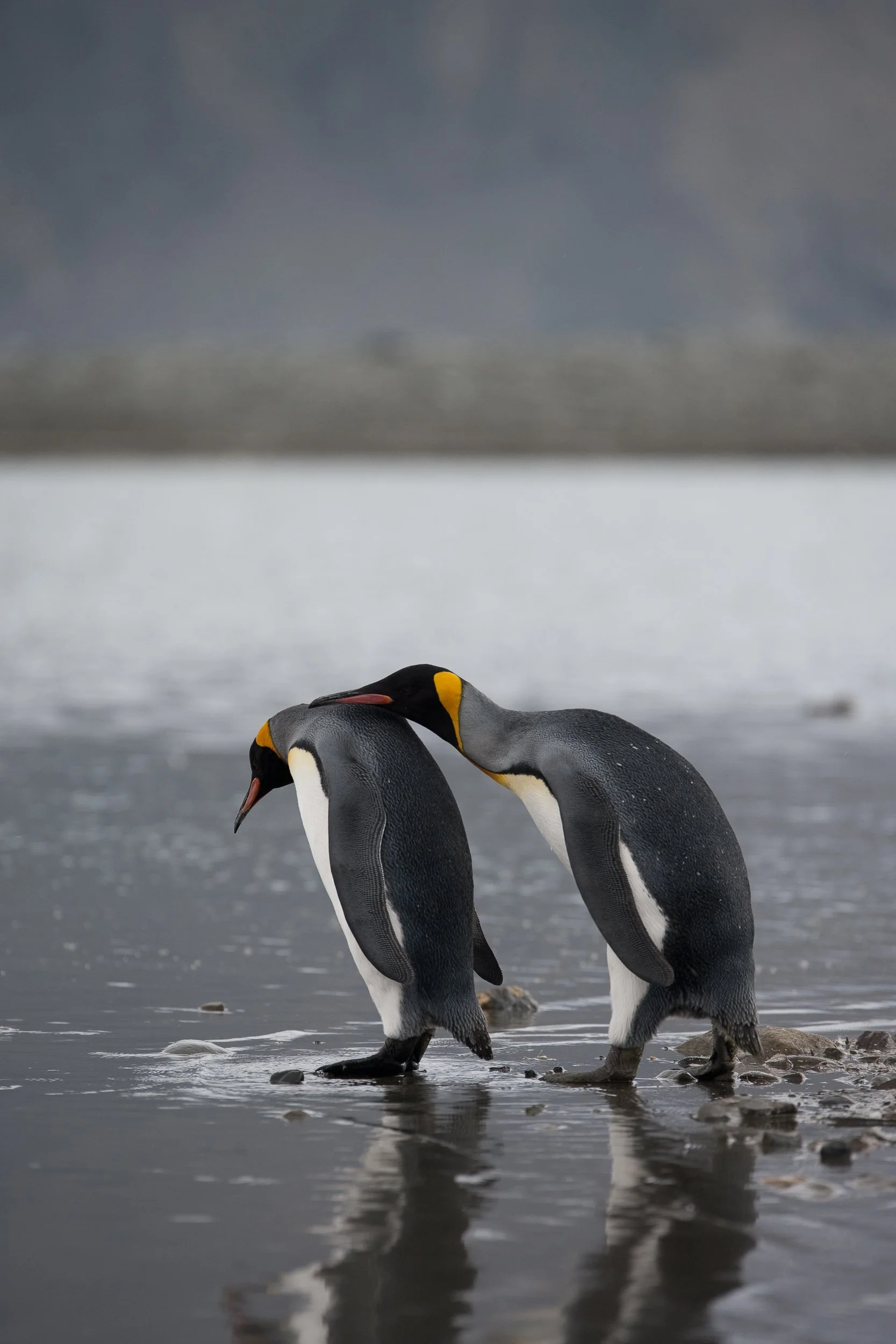 King Penguins Courtship    H02-0937