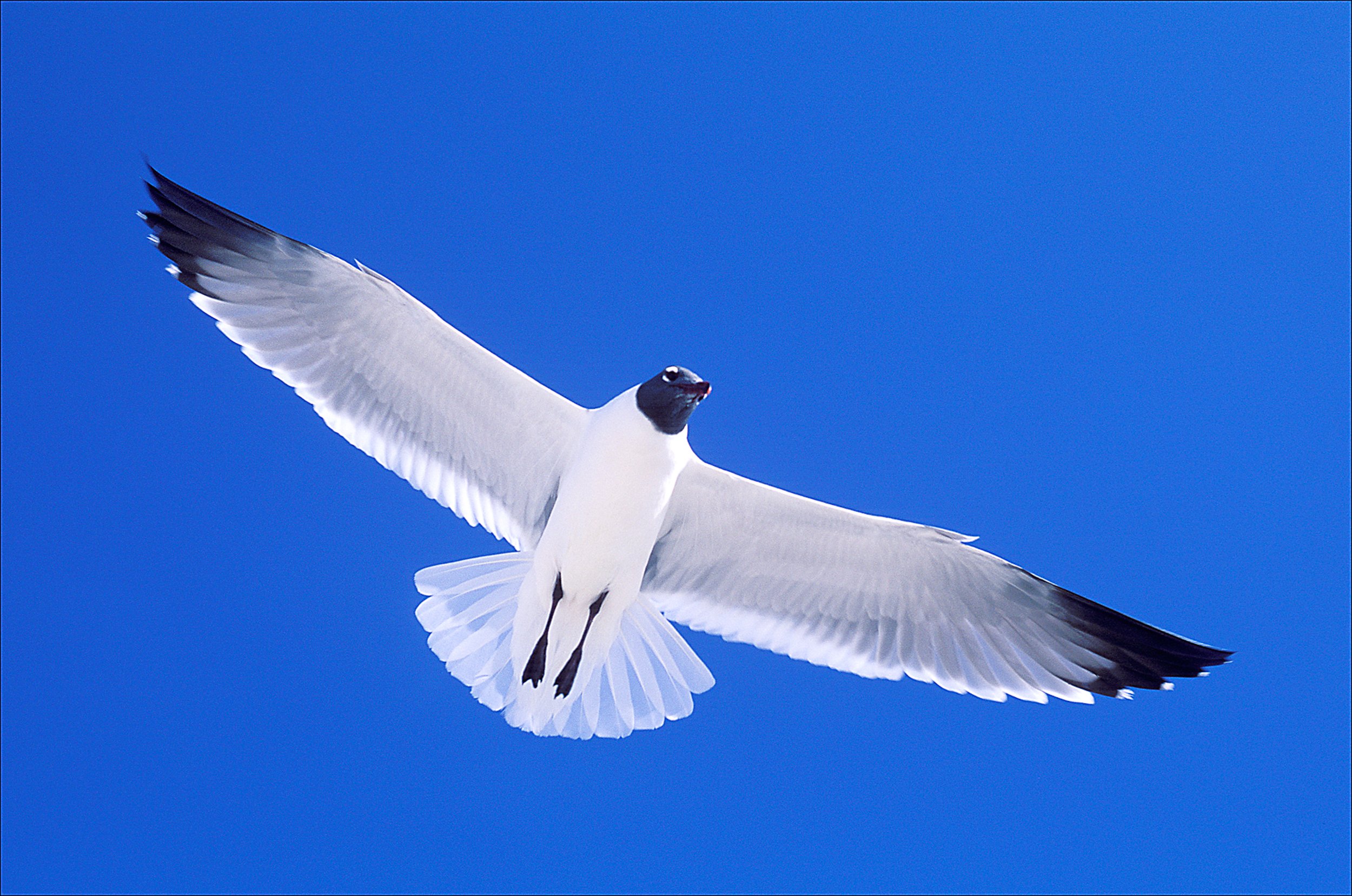 000-0002   Laughing Gull, Florida