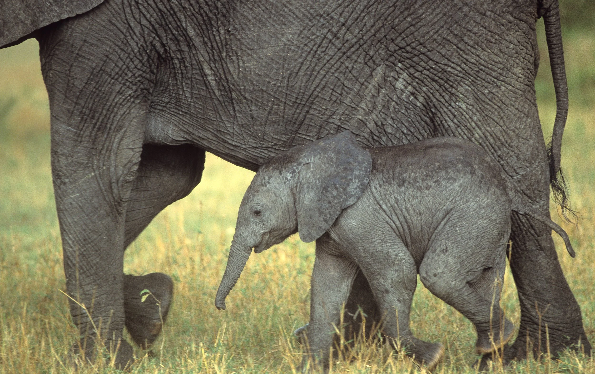 A00-0025, African Elephants, Maasai Mara Kenya