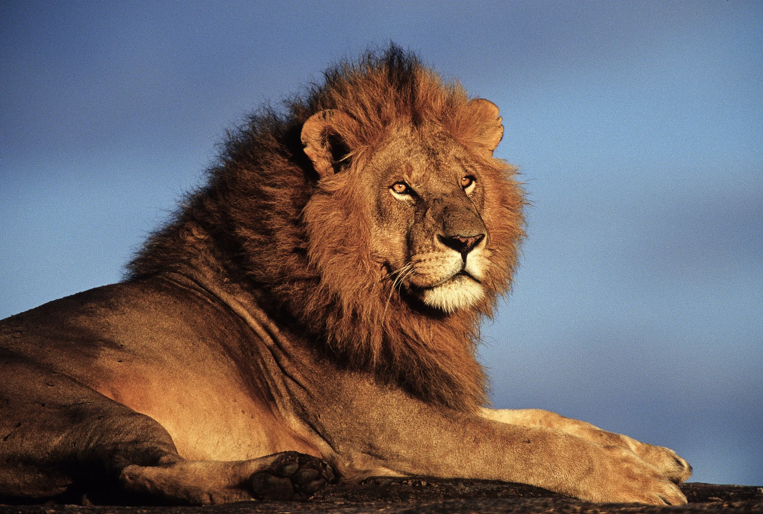 A00-0031 Lion, Maasai Mara, Kenya