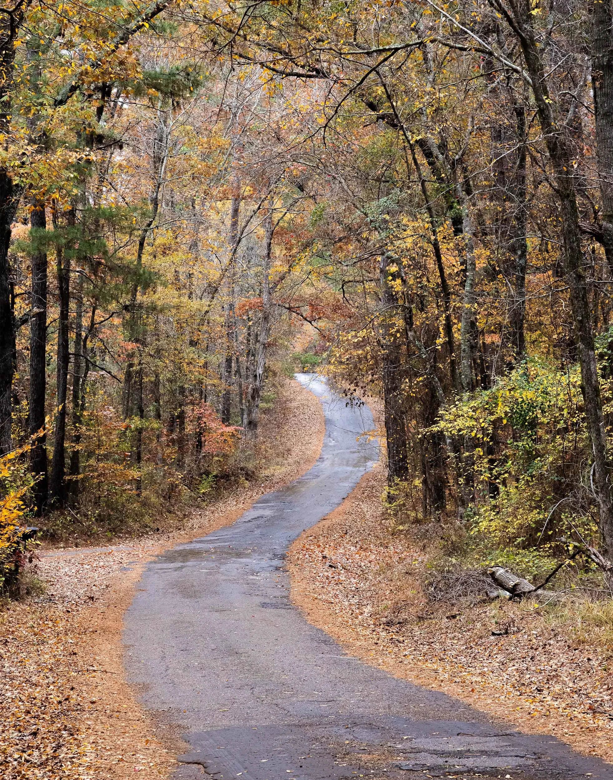 Country Road in Autumn, East Texas   X12-1006