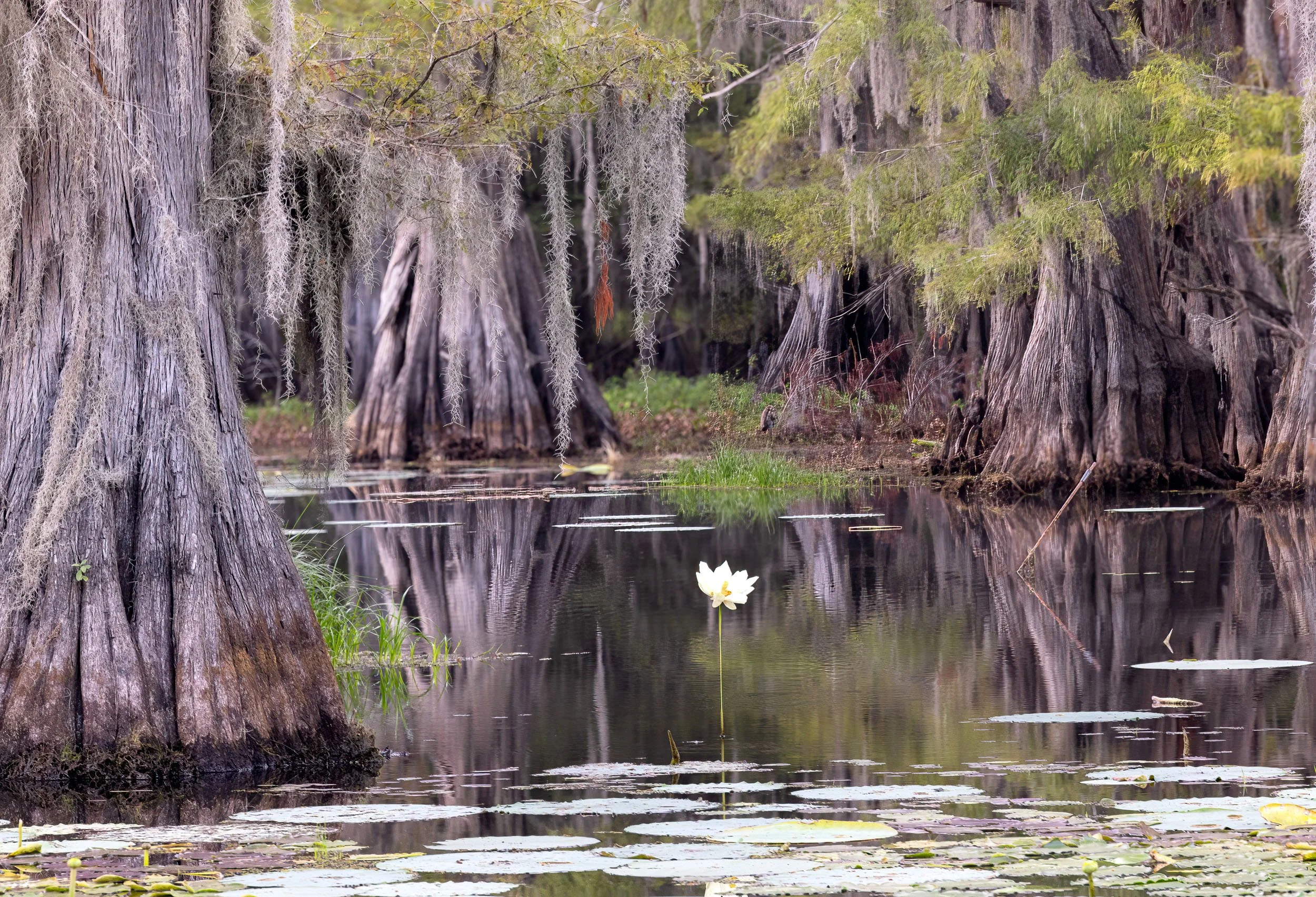 Lotus Blossom on Caddo Lake    Y09-0087