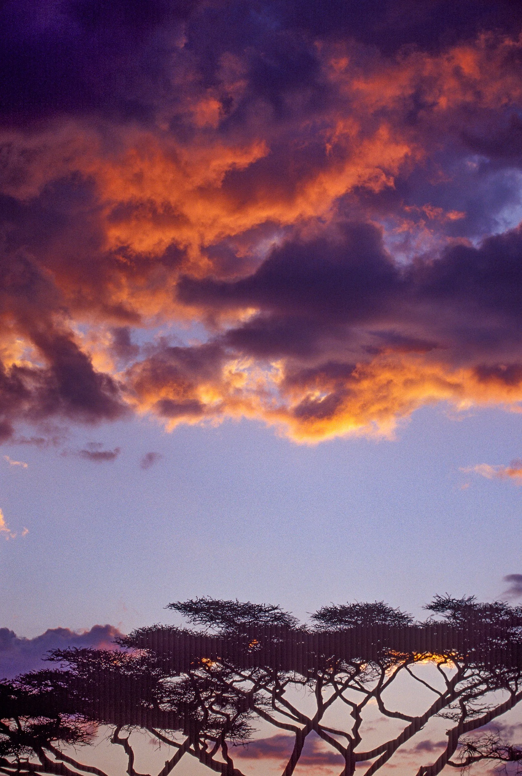 Acacia Trees at Sunrise, Ethiopia   F10-0030 